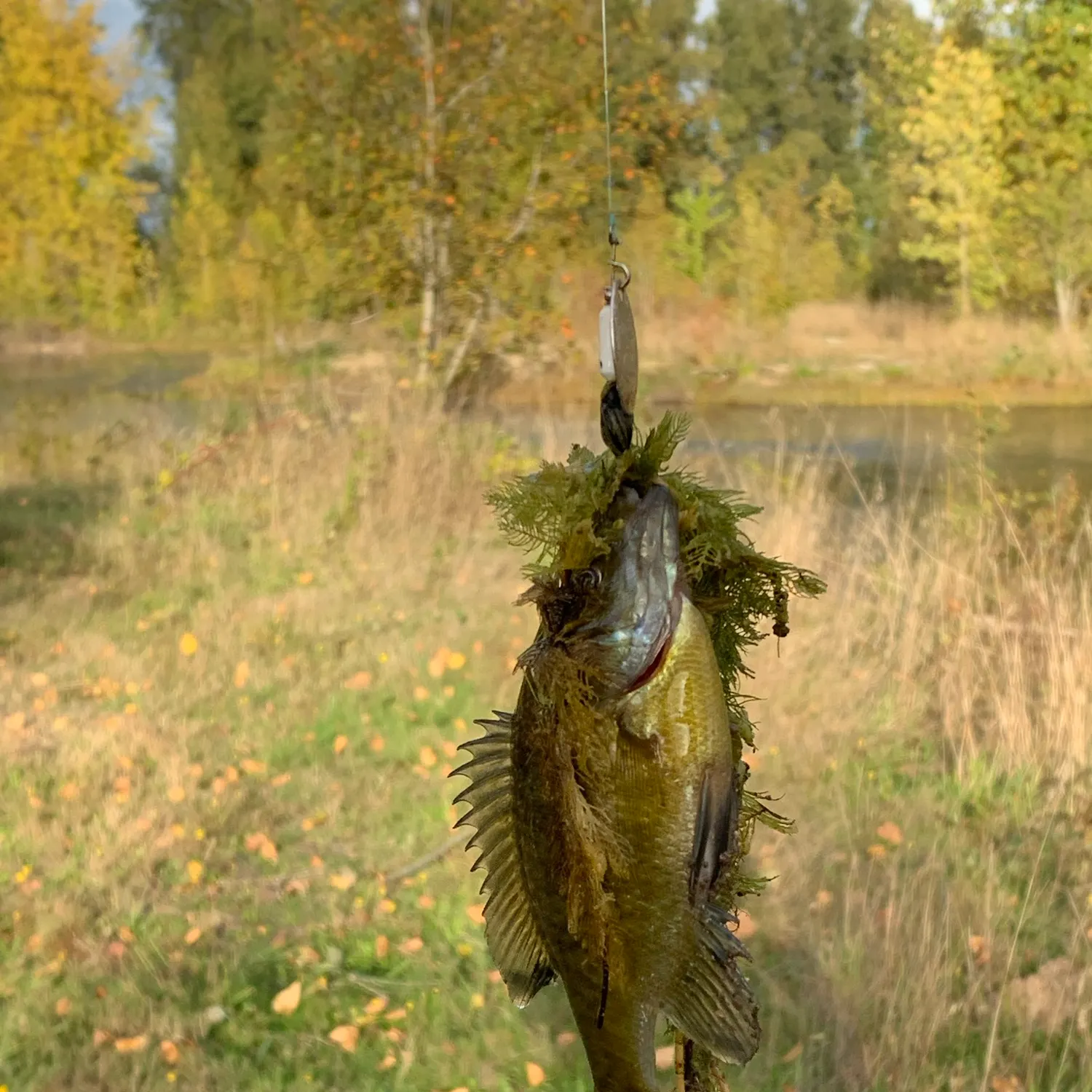 Bluegill caught on Fishbrain