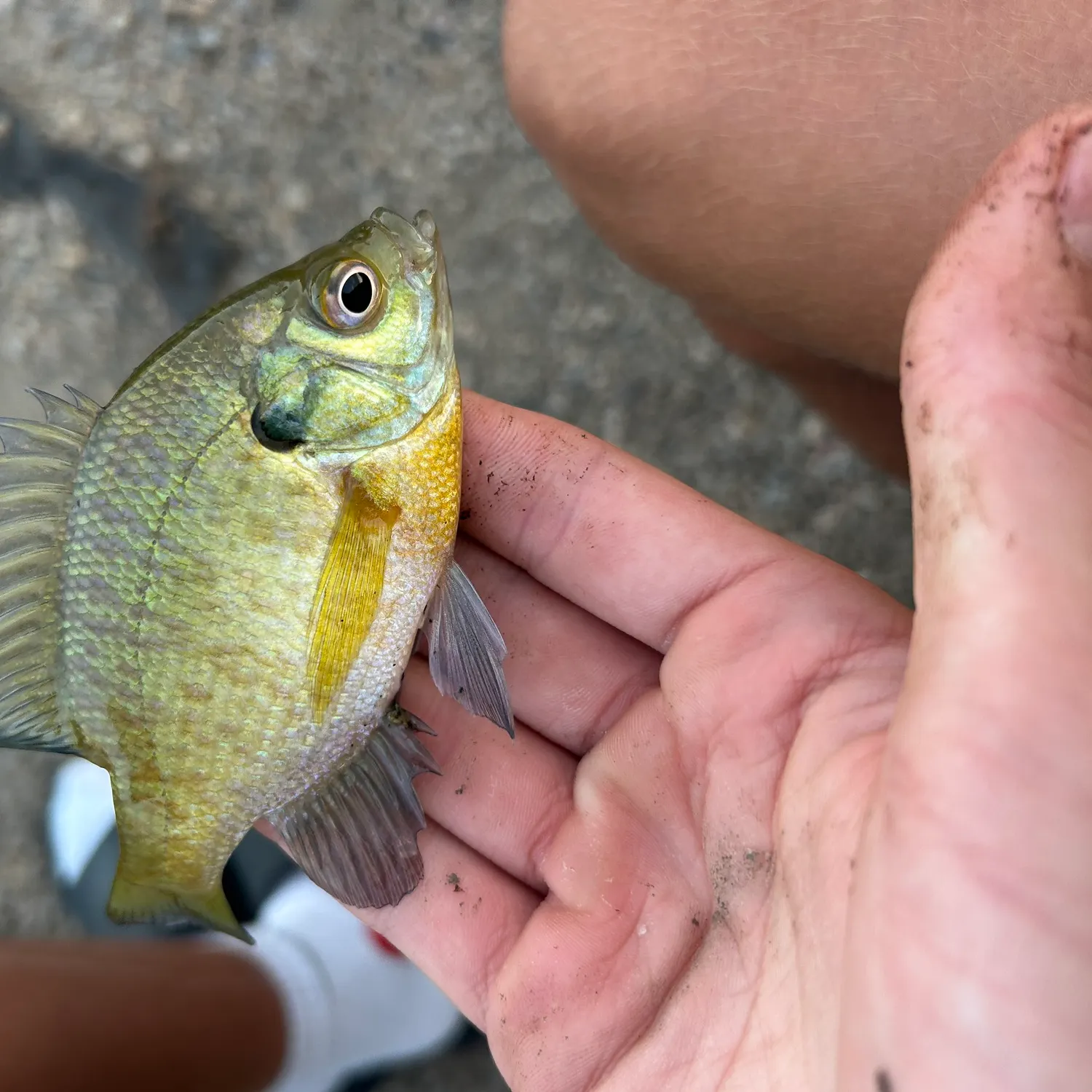 Bluegill caught on Fishbrain