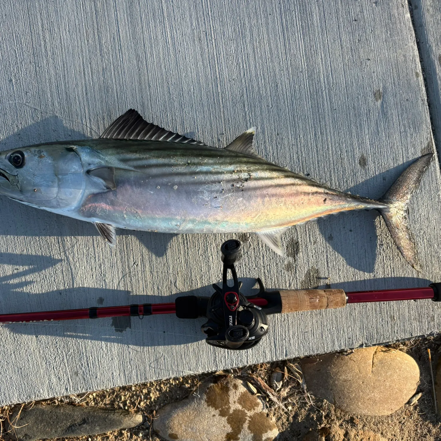 The most recent Pacific bonito catches on Fishbrain