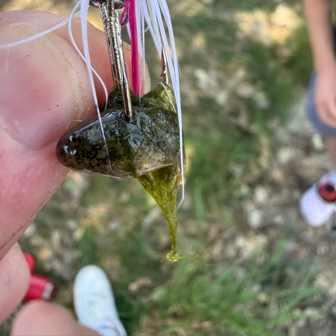 American bullfrog caught on Fishbrain