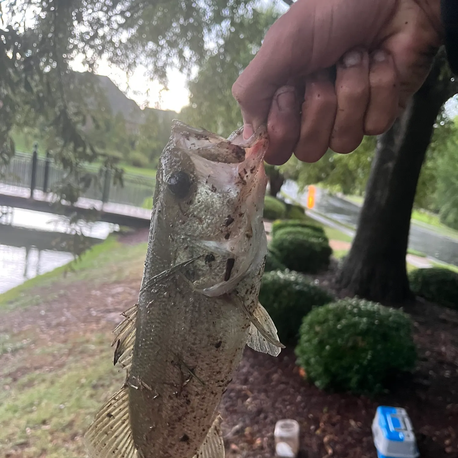 catch