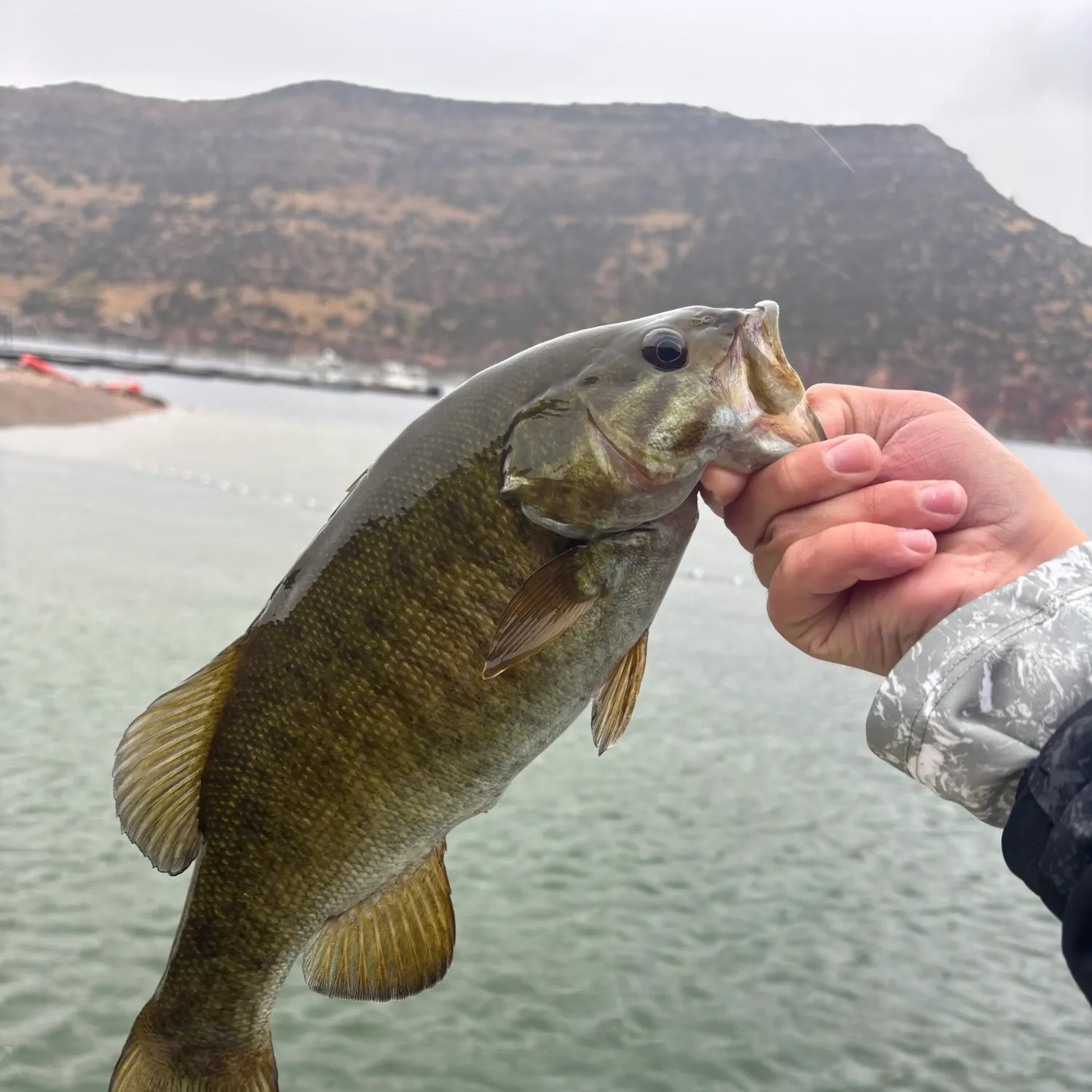 Smallmouth bass caught on Fishbrain
