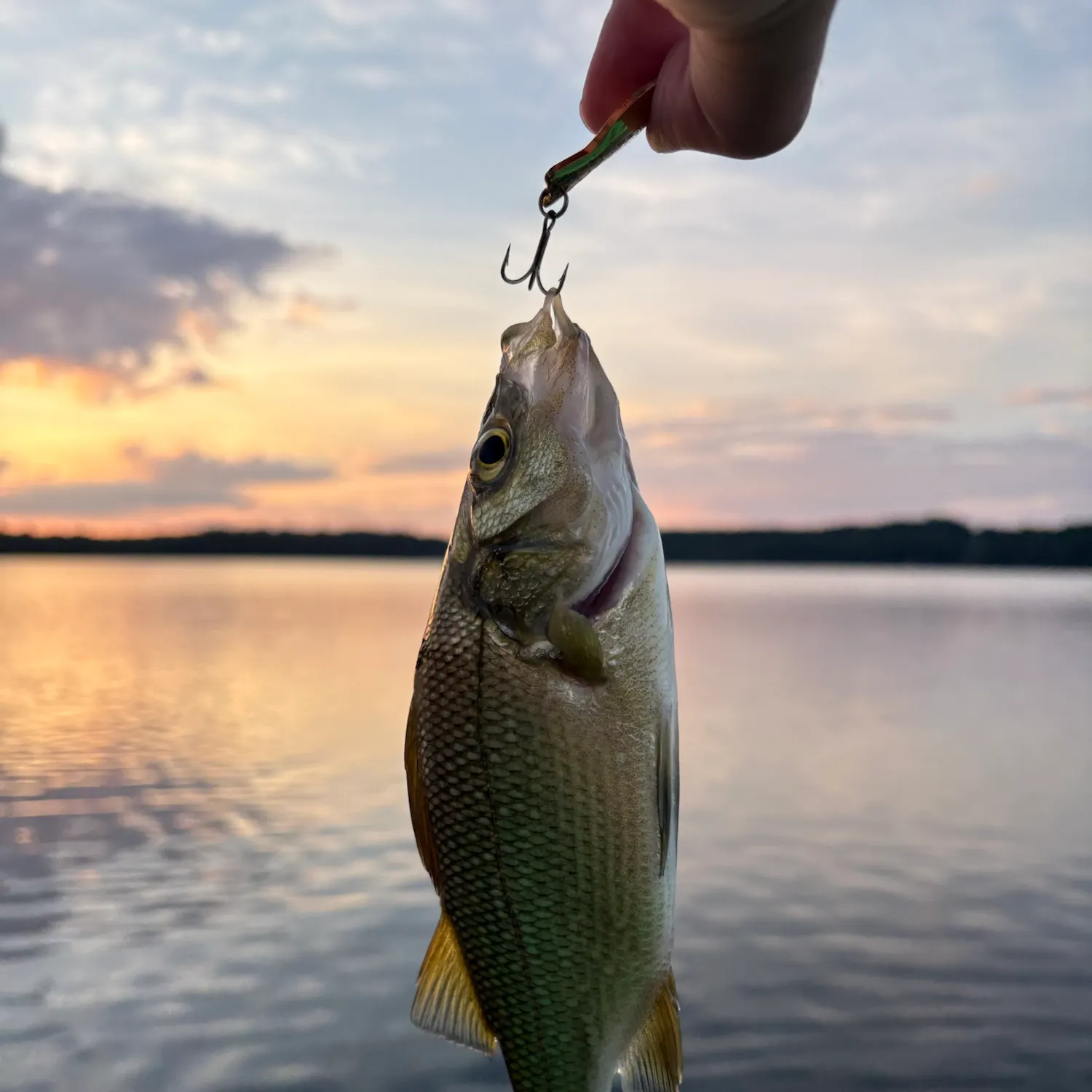 White perch caught on Fishbrain