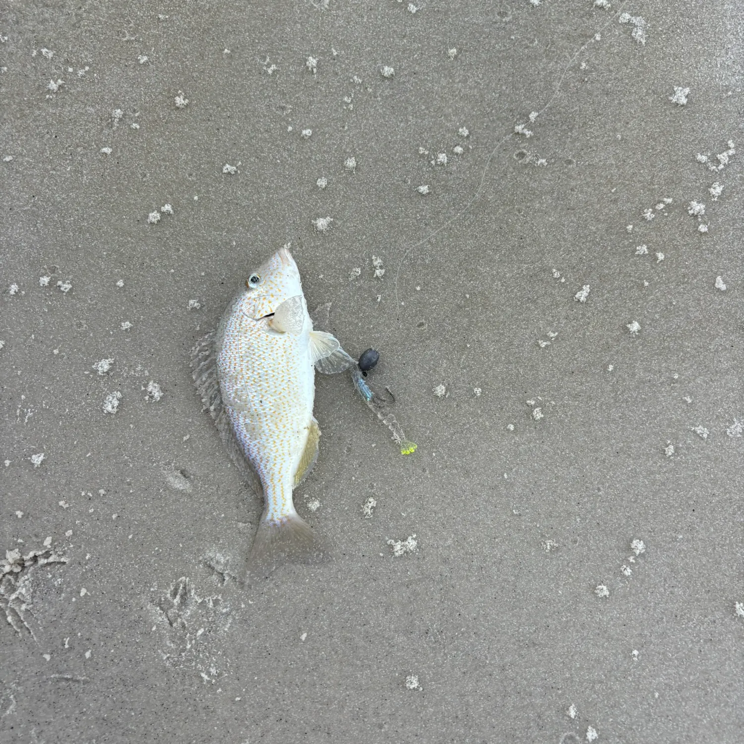 Pigfish caught on Fishbrain
