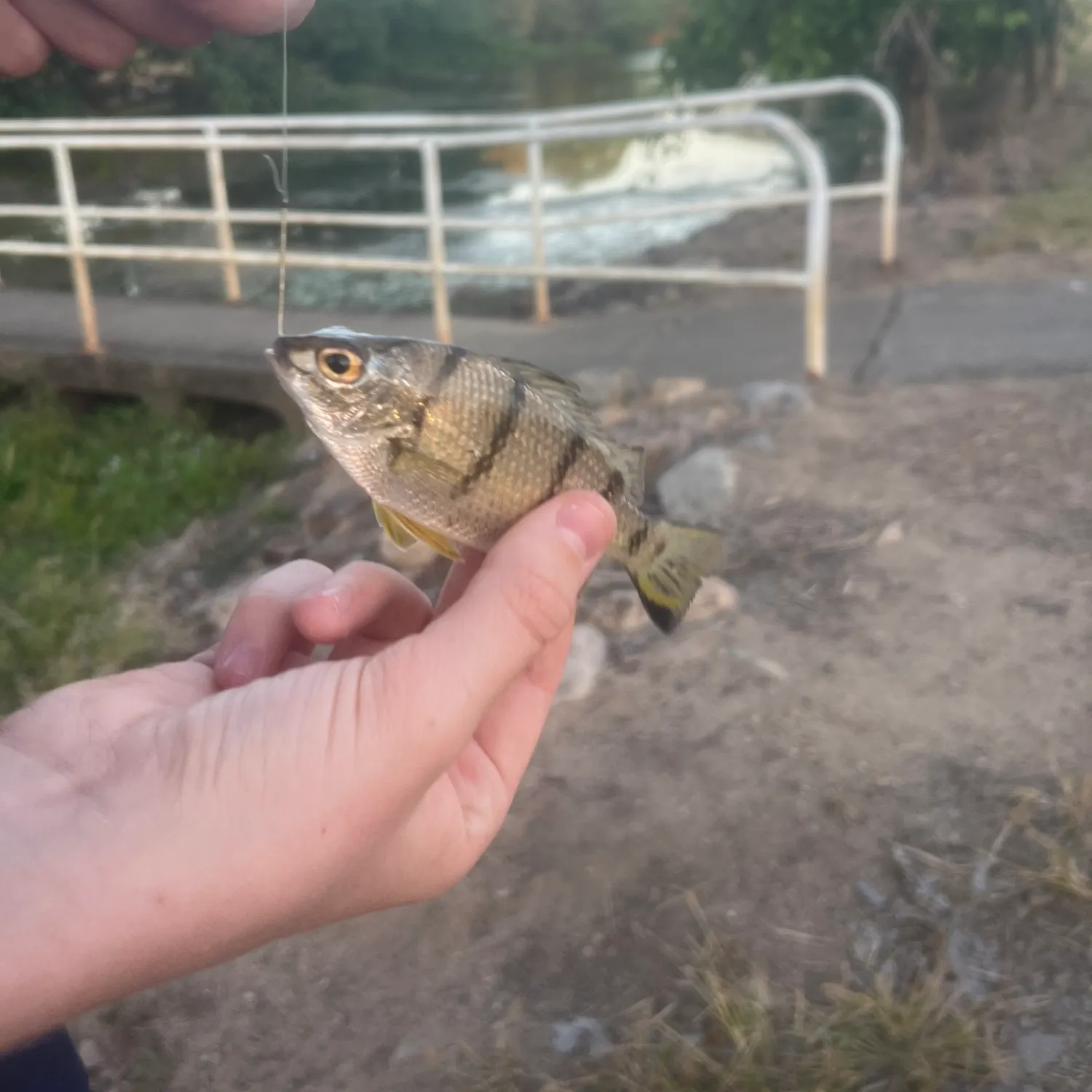 The most recent Banded tilapia catches on Fishbrain