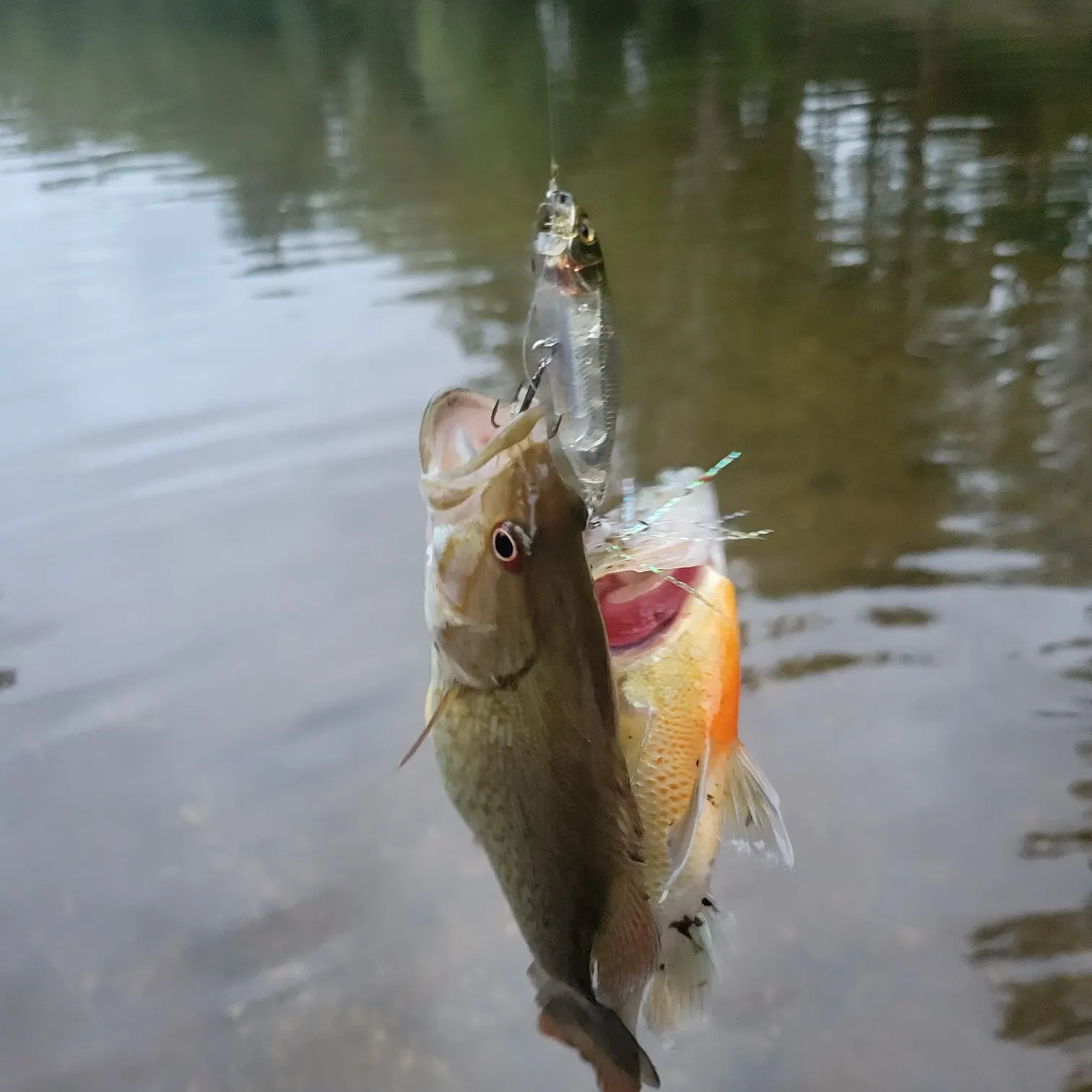 Smallmouth bass caught on Fishbrain
