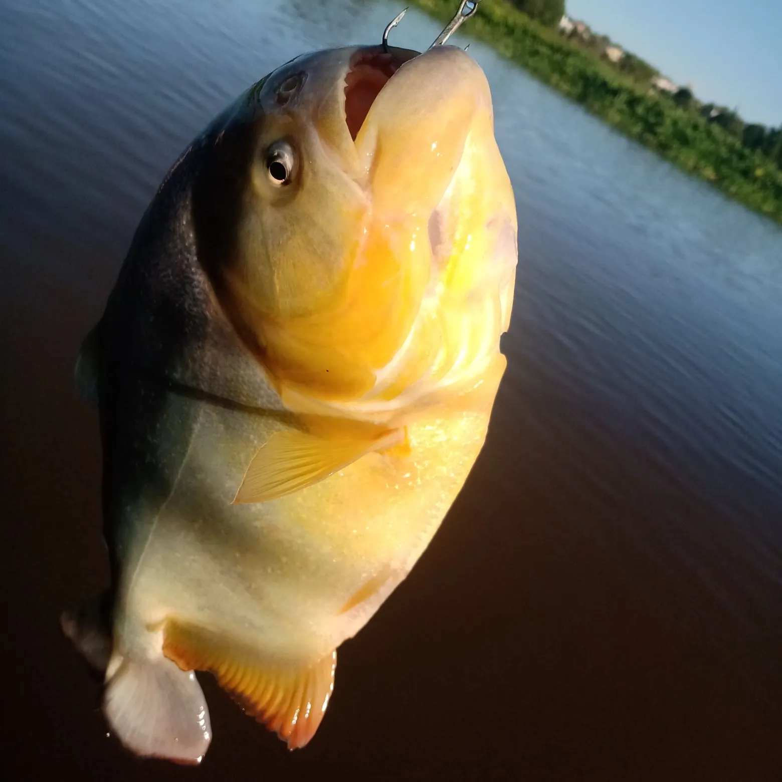 The most popular recent Red-bellied piranha catch on Fishbrain