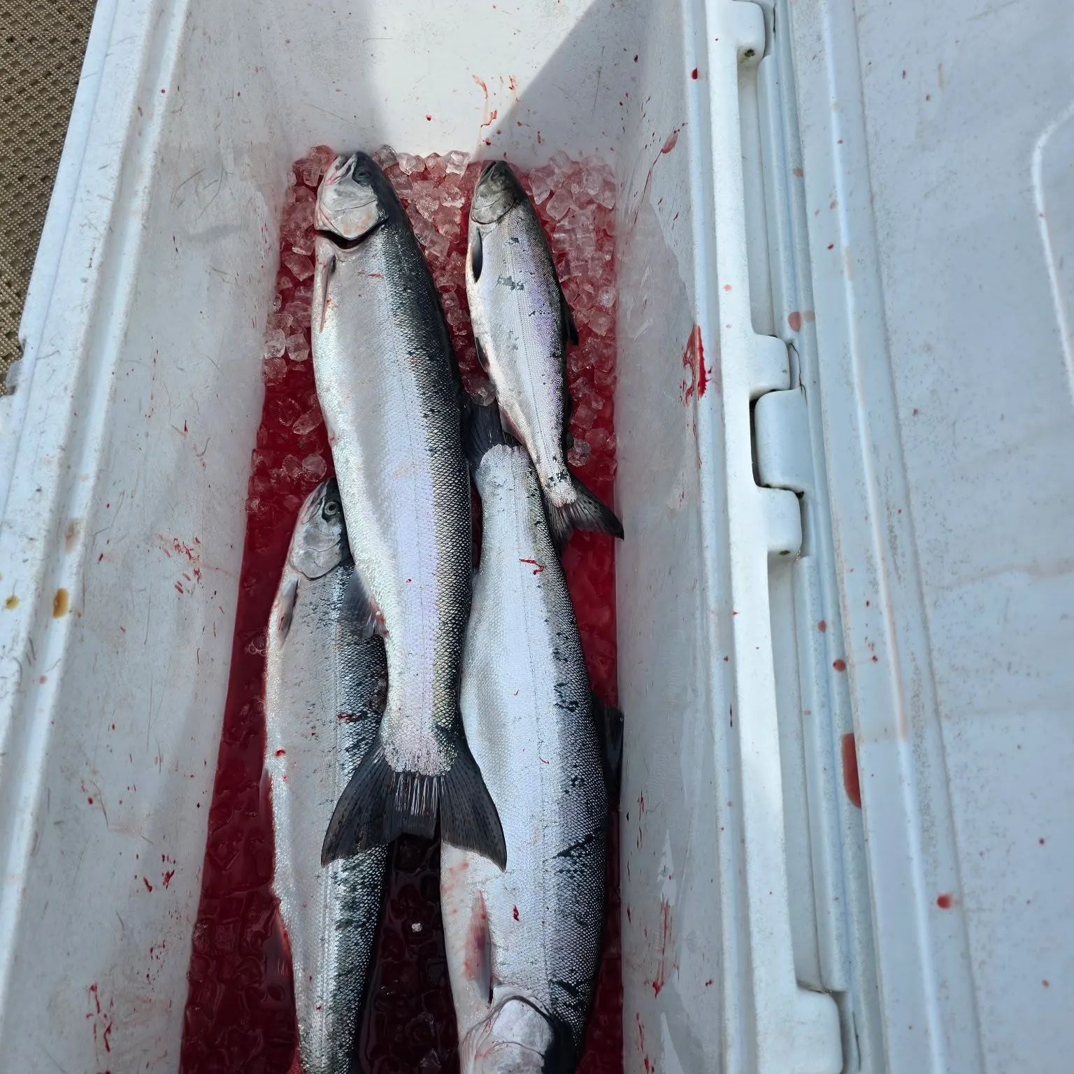 The most recent Coho salmon catches on Fishbrain