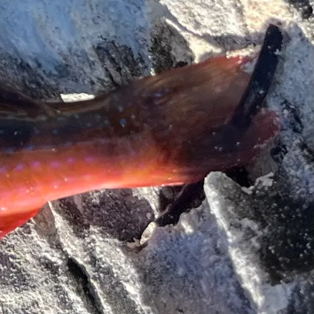 The most recent Island goatfish catches on Fishbrain