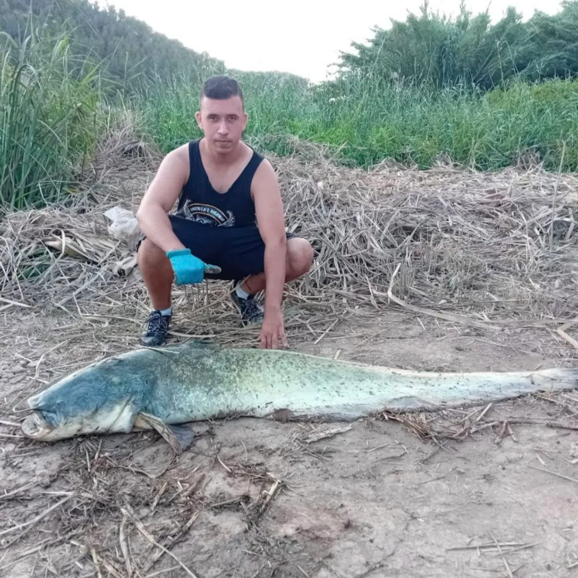 The most recent Wels catfish catches on Fishbrain