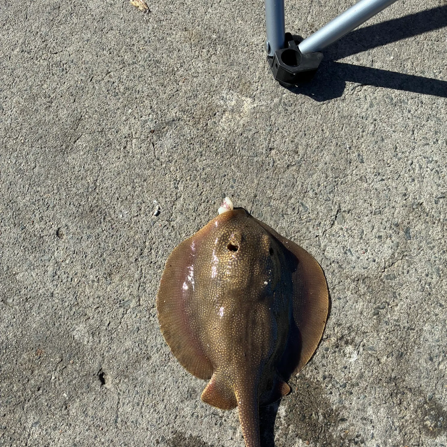 Haller's round ray caught on Fishbrain