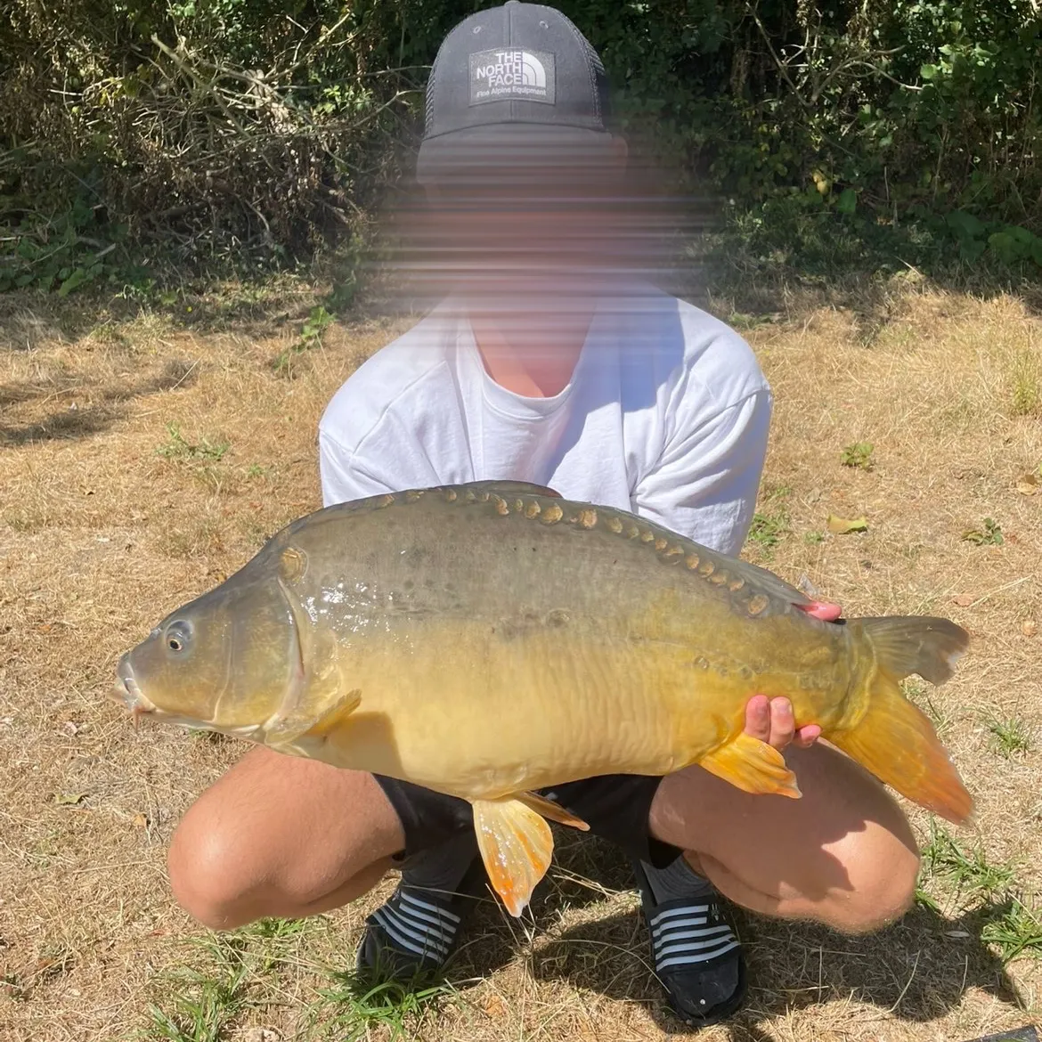 Leather carp caught on Fishbrain