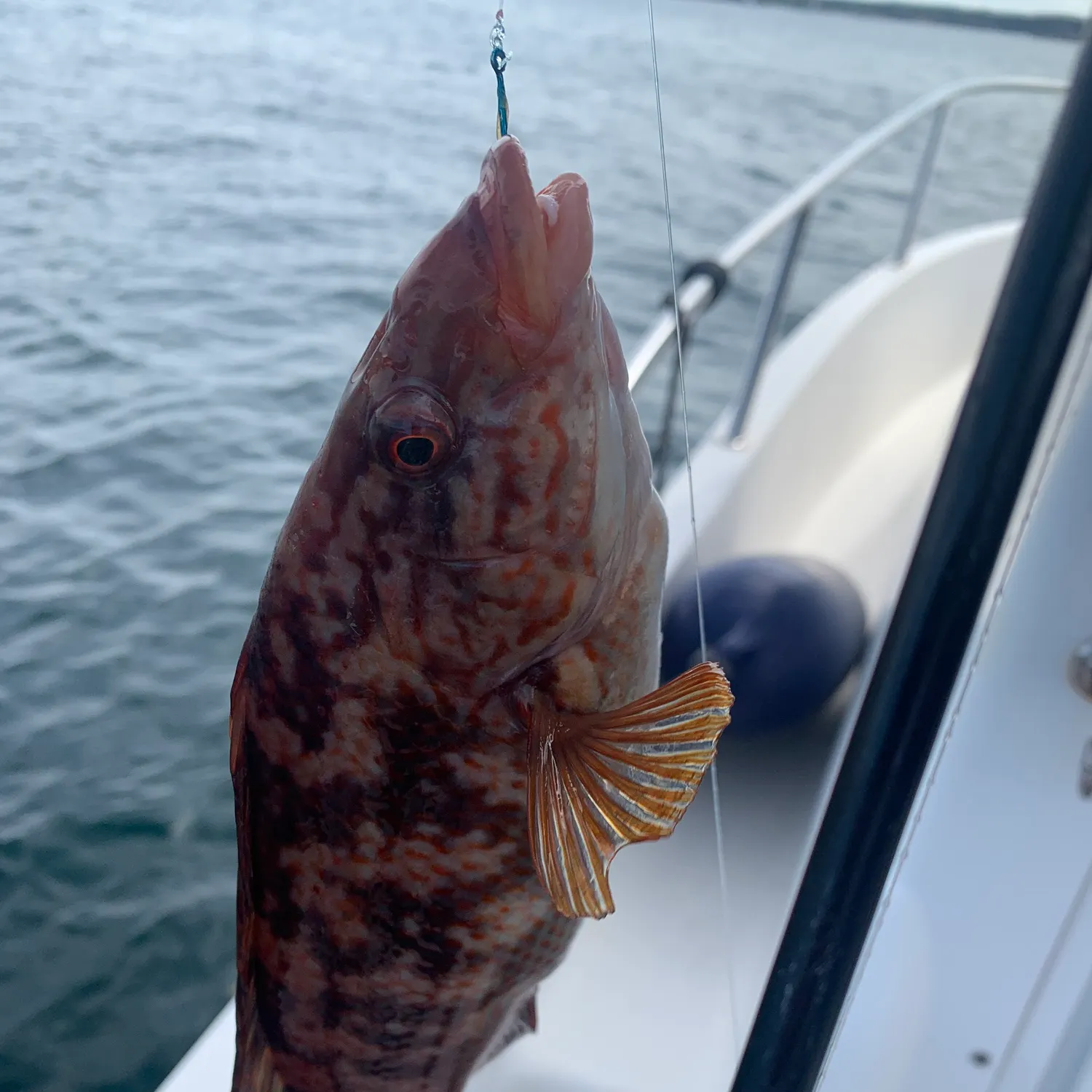 The most recent Ballan wrasse catches on Fishbrain