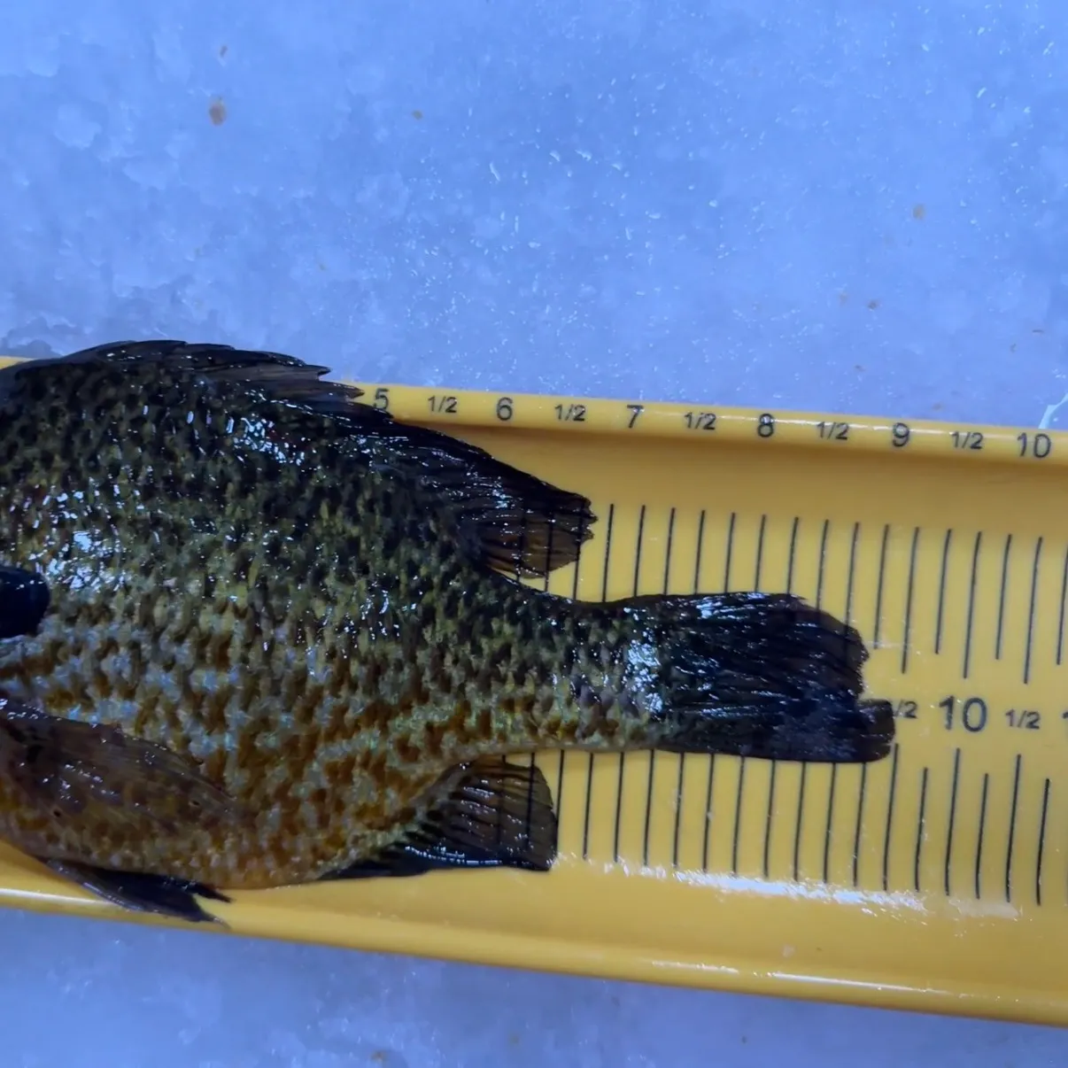 The most recent Pumpkinseed catches on Fishbrain