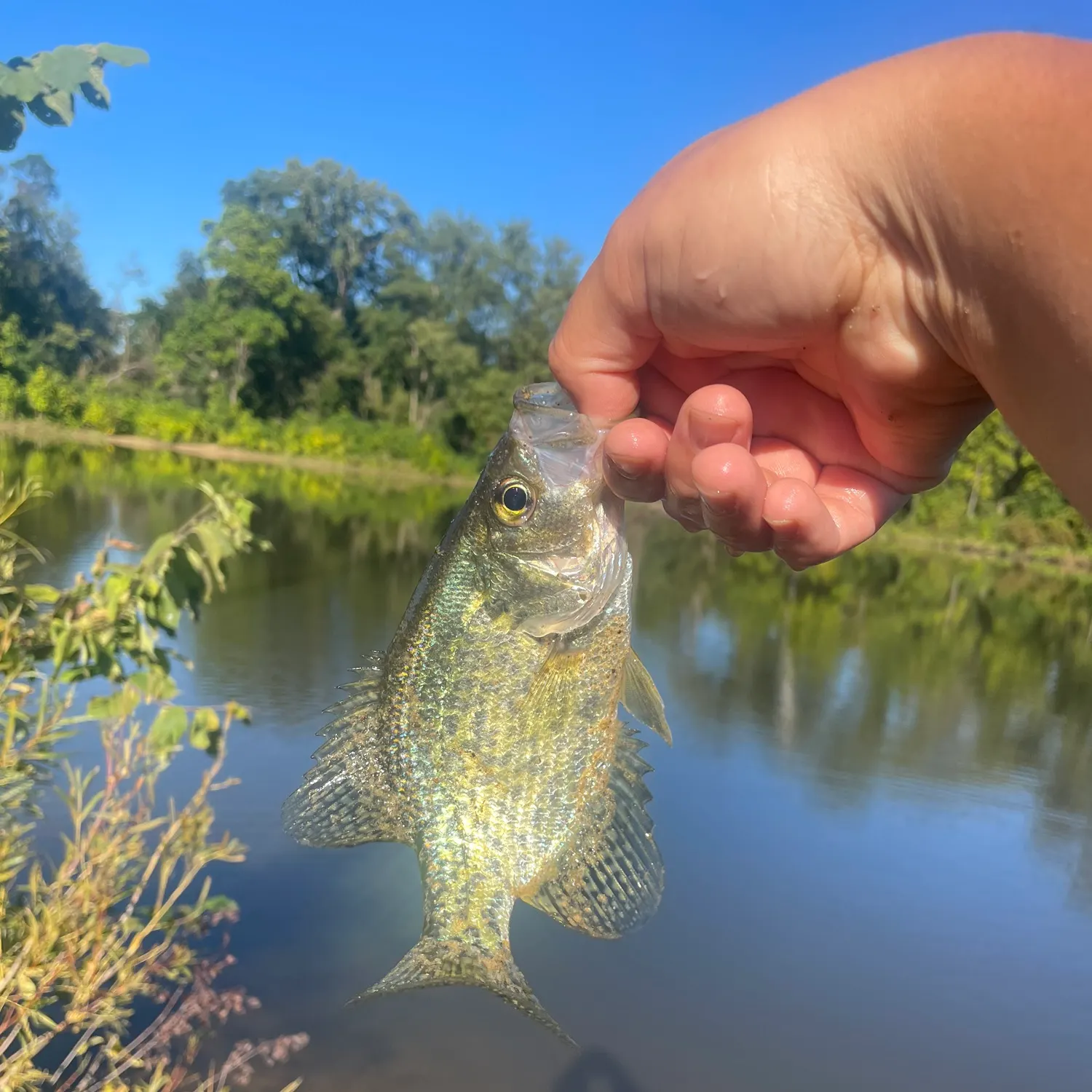 Black crappie caught on Fishbrain