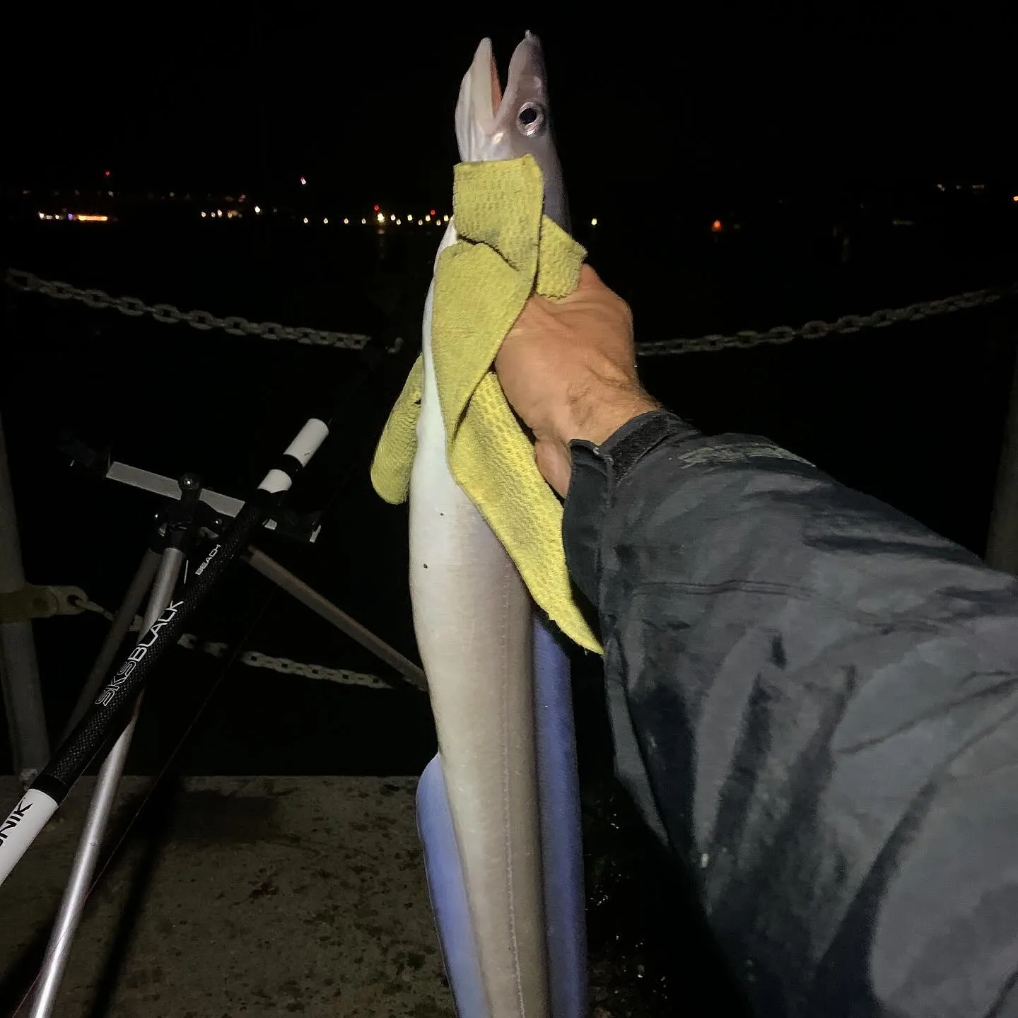 The most recent European conger catches on Fishbrain