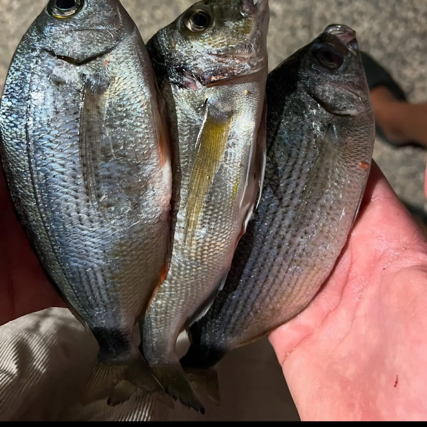 recently logged catches