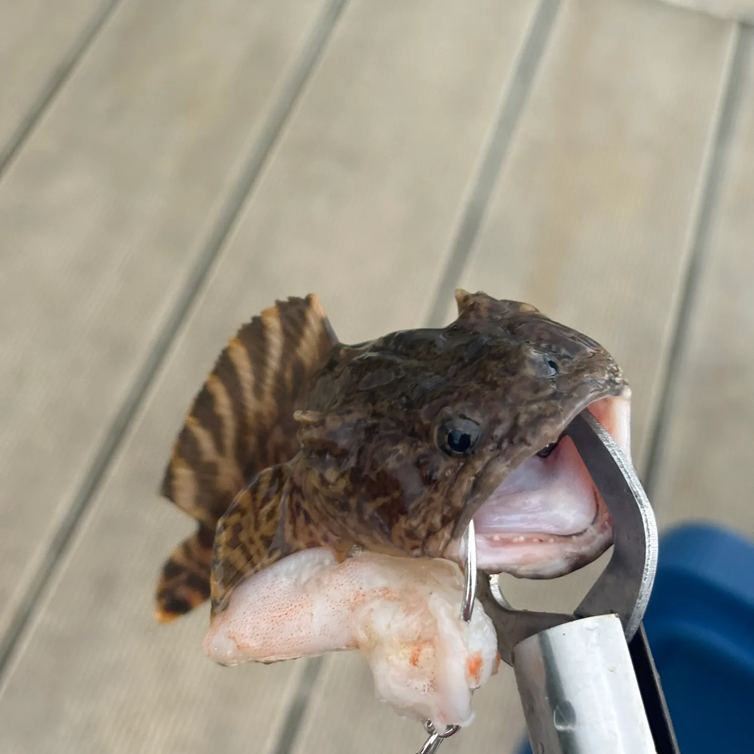The most recent Gulf toadfish catches on Fishbrain