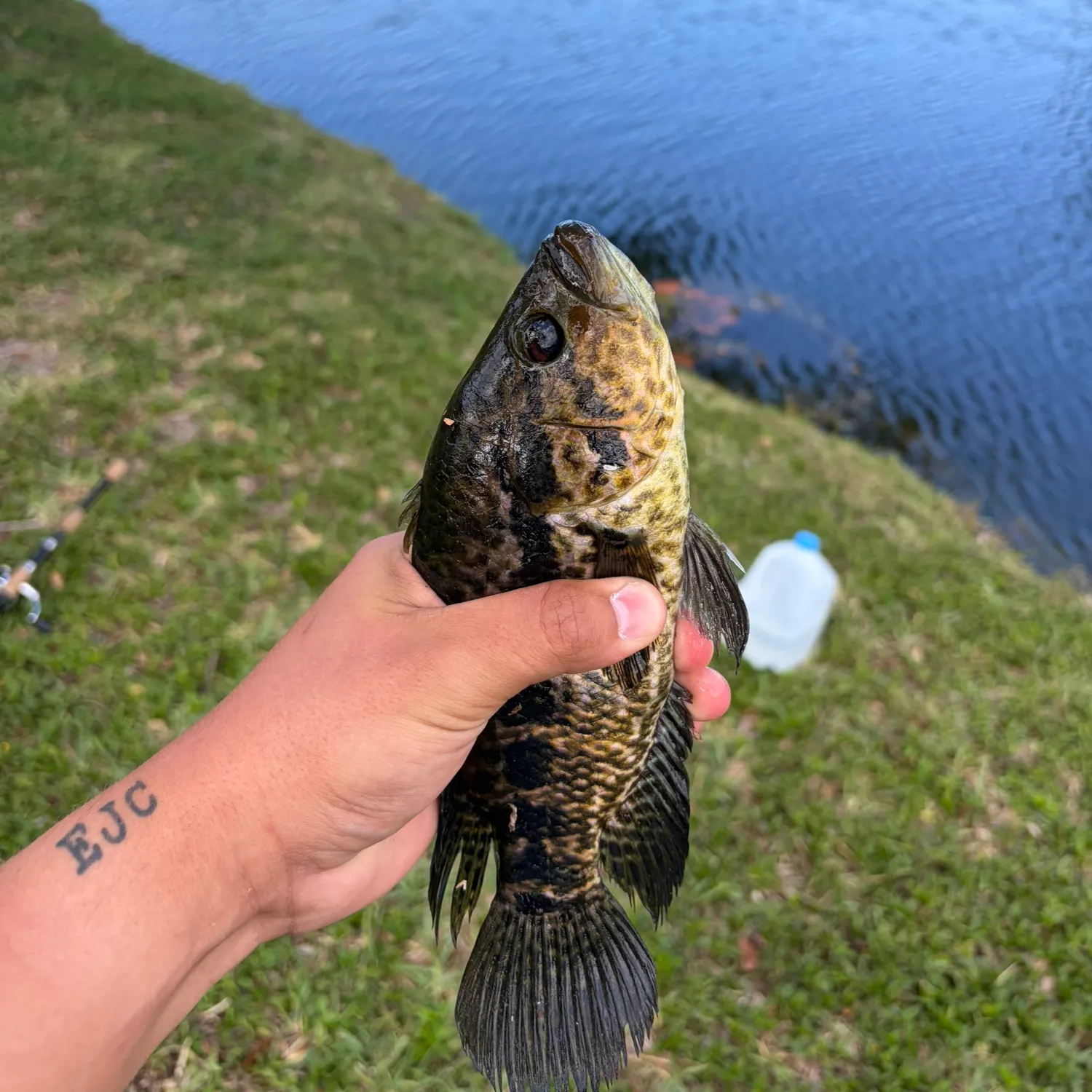 The most recent Jaguar cichlid catches on Fishbrain