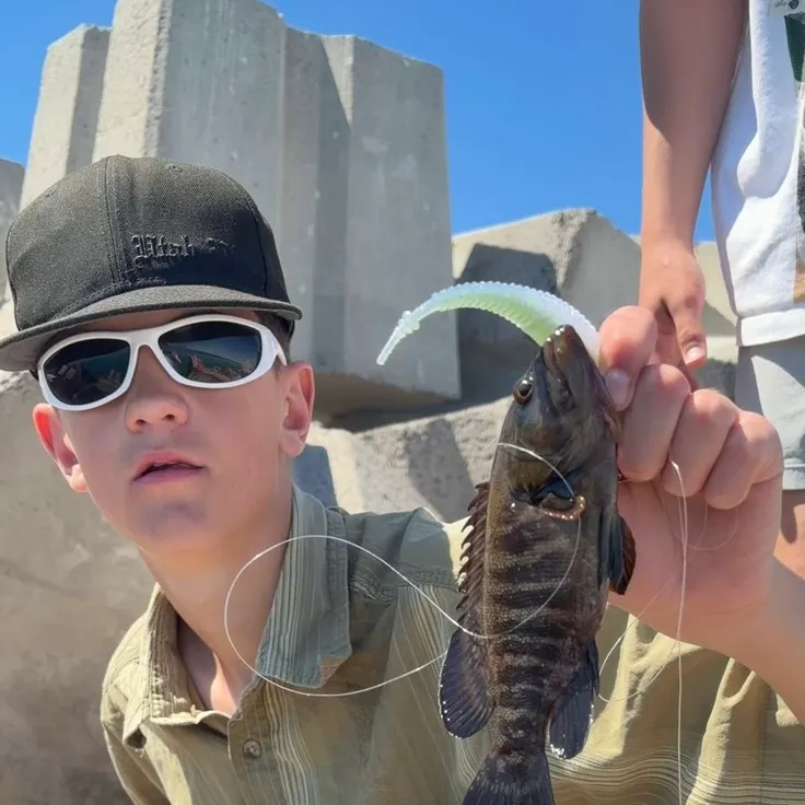 The most recent Pacific graysby grouper catches on Fishbrain