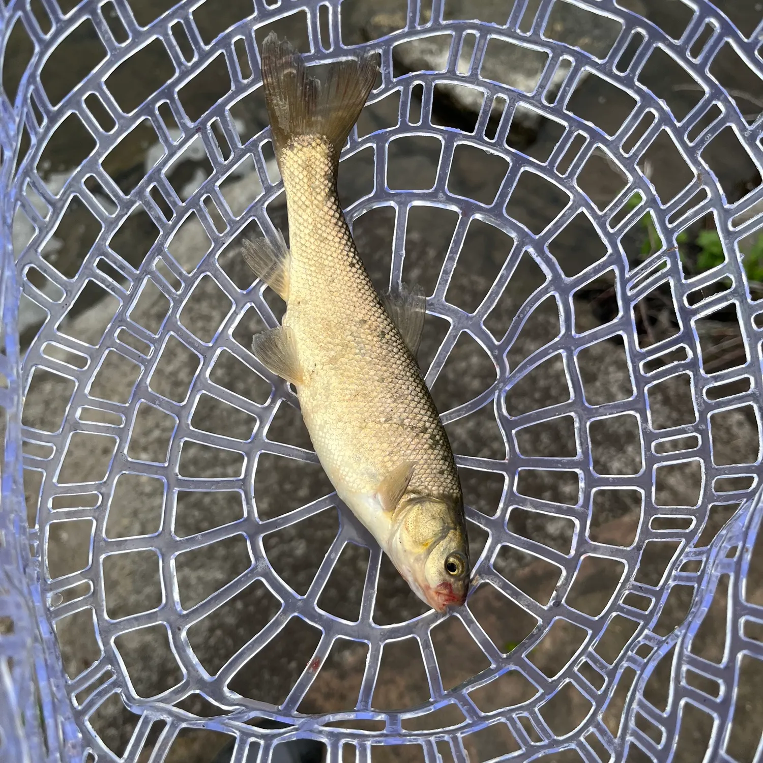The most recent Mountain whitefish catches on Fishbrain