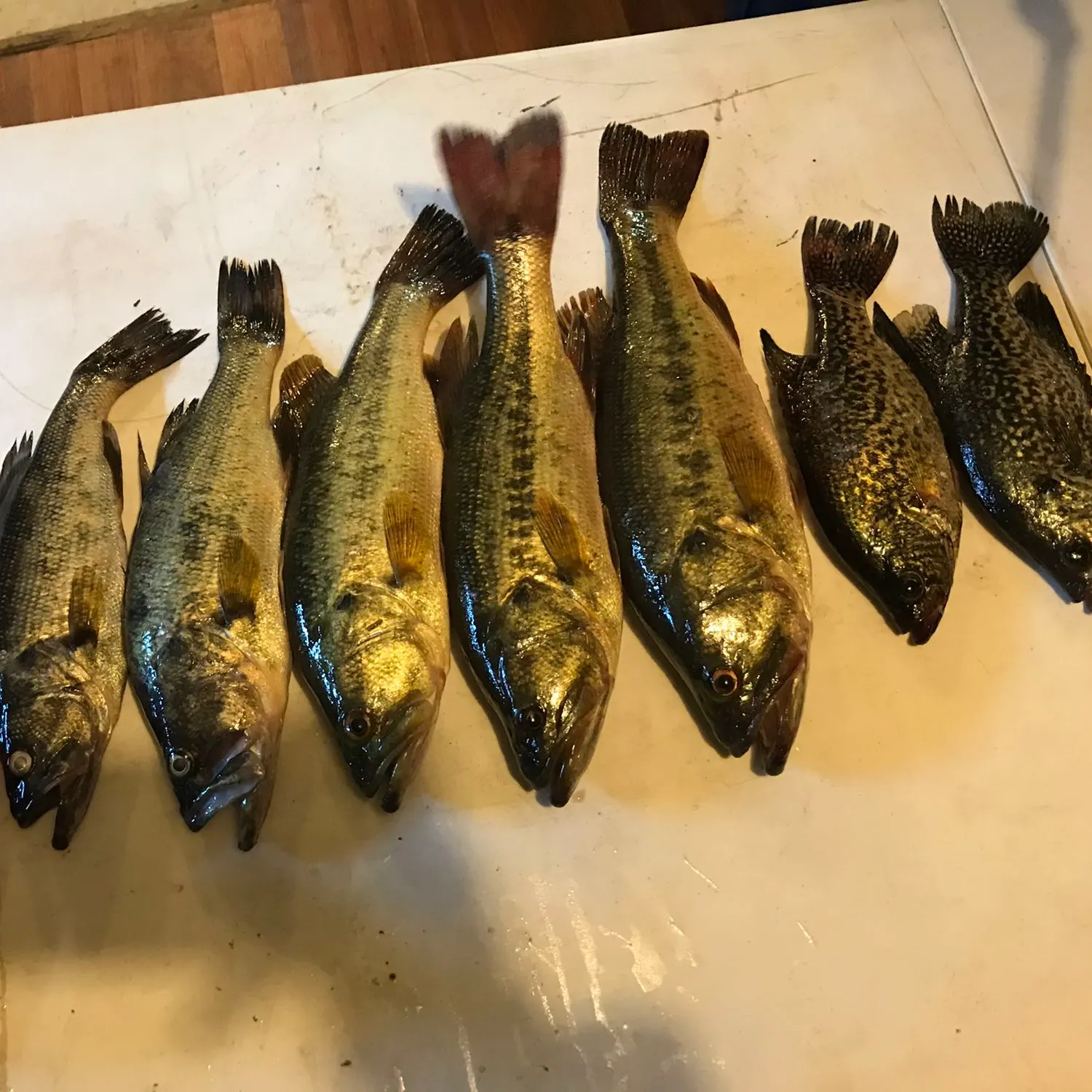 recently logged catches