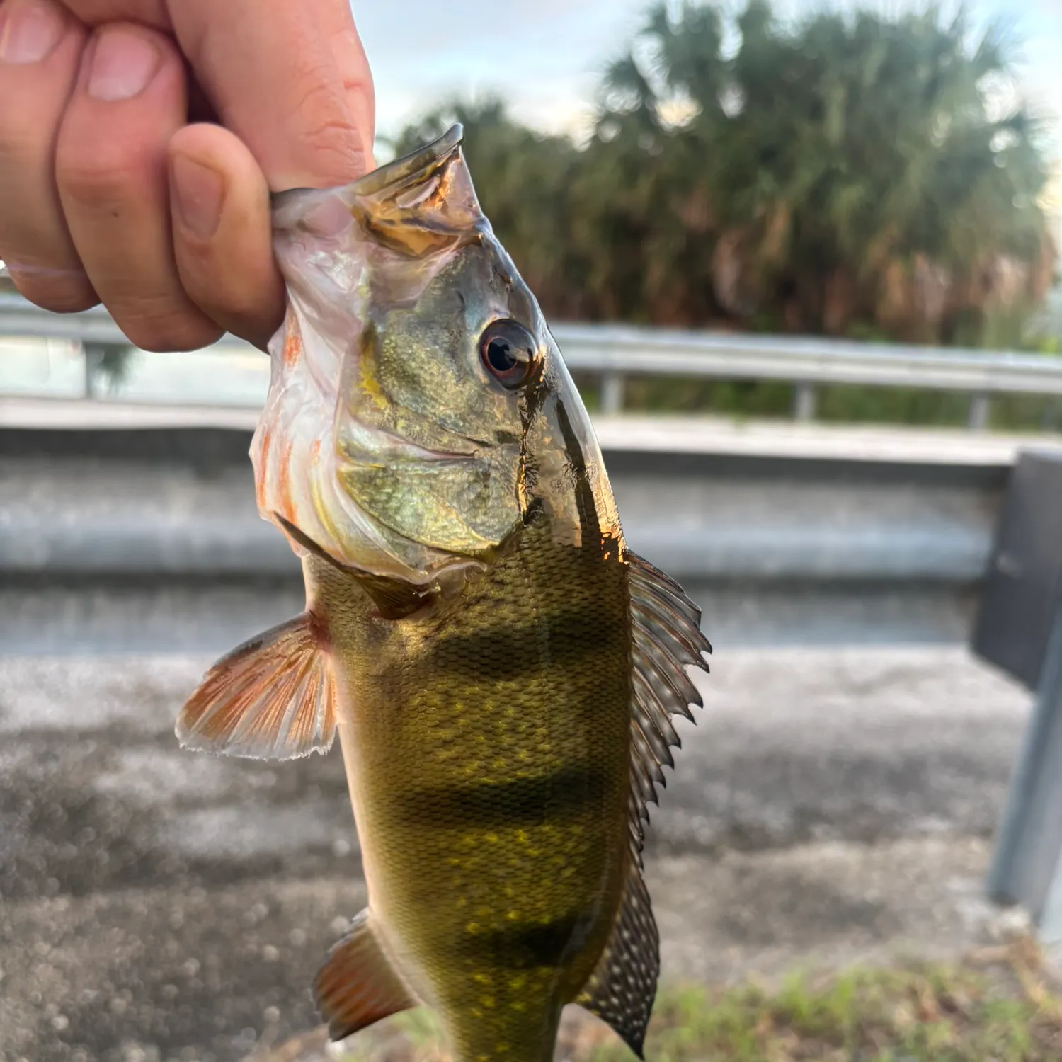 Butterfly peacock bass caught on Fishbrain