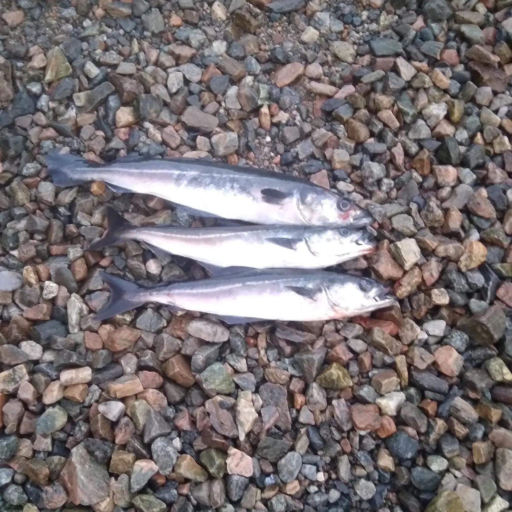 The most recent Atlantic pollock catches on Fishbrain