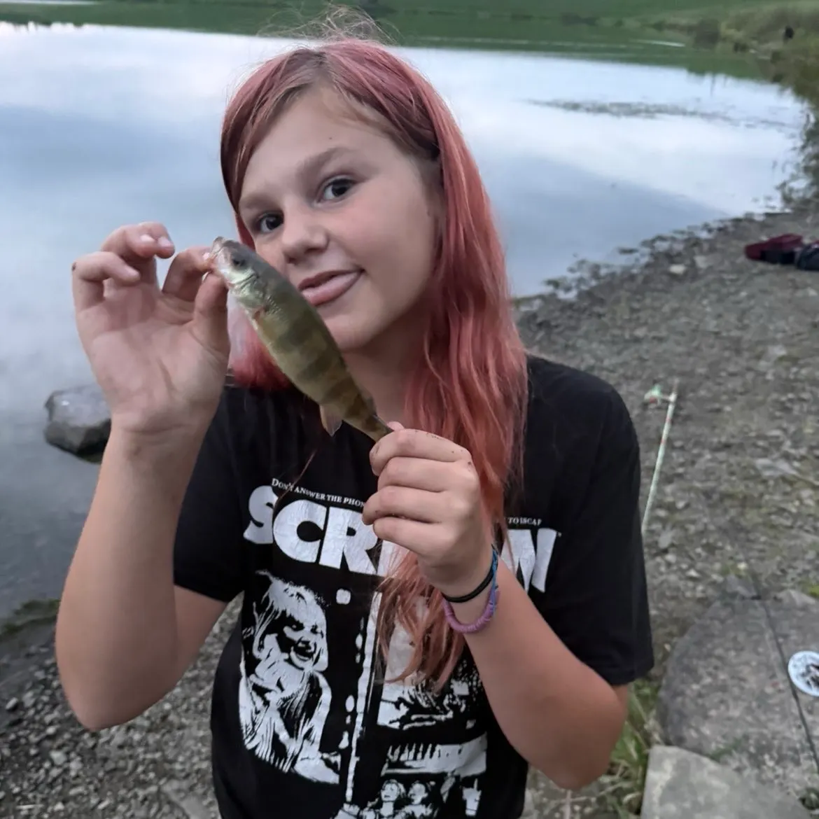Yellow perch caught on Fishbrain