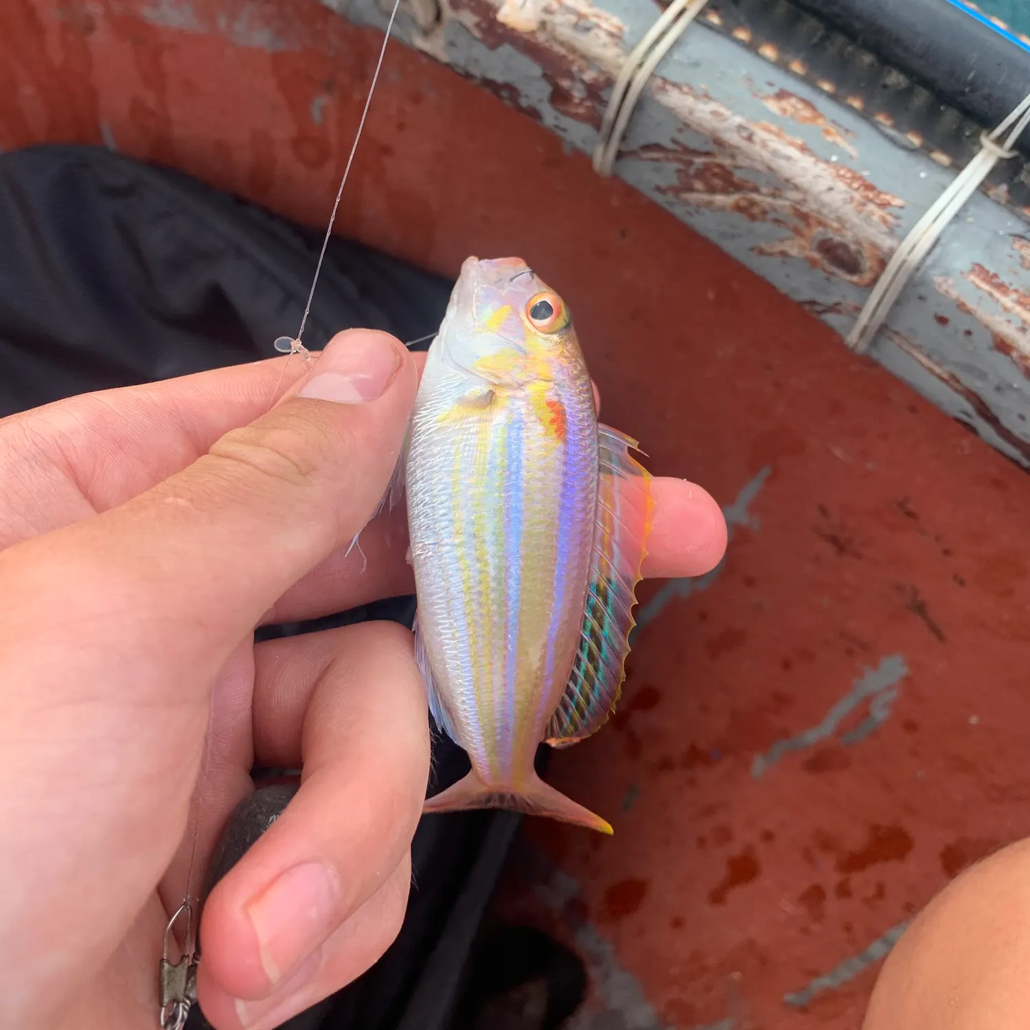 The most recent Yellow-tipped threadfin bream catches on Fishbrain