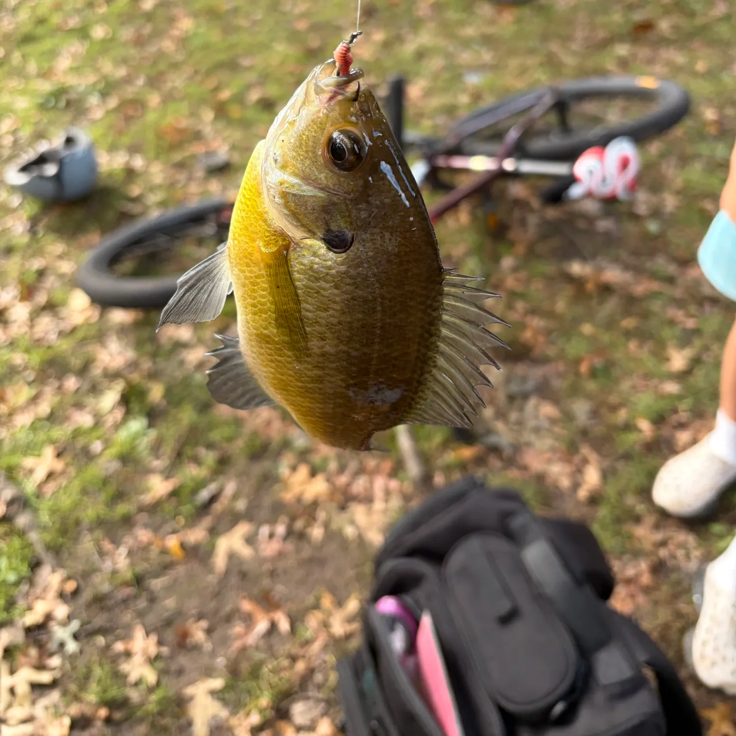 Green sunfish caught on Fishbrain