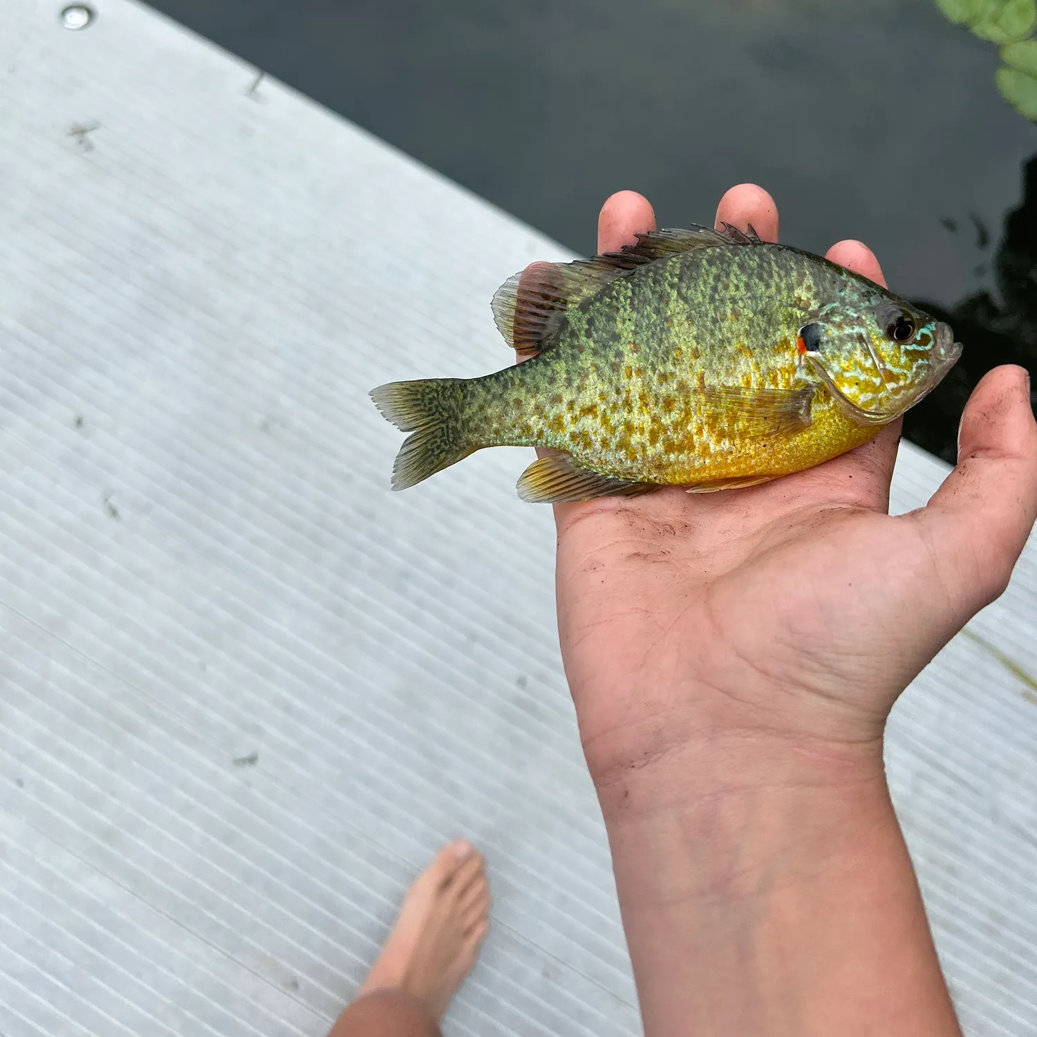 Pumpkinseed caught on Fishbrain