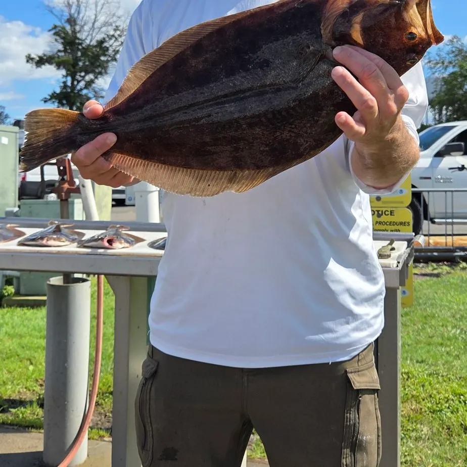 Summer flounder caught on Fishbrain