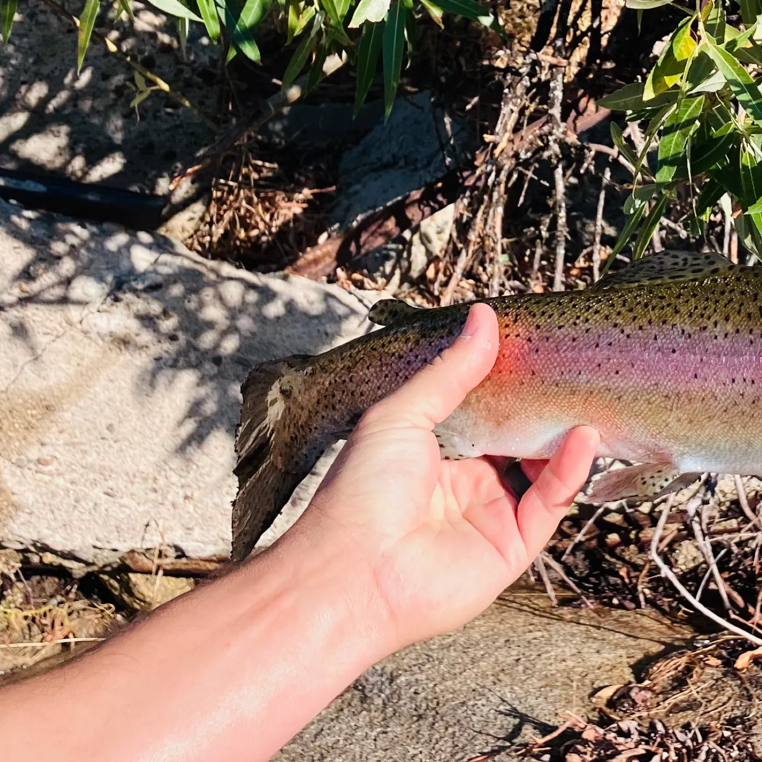 angler catch