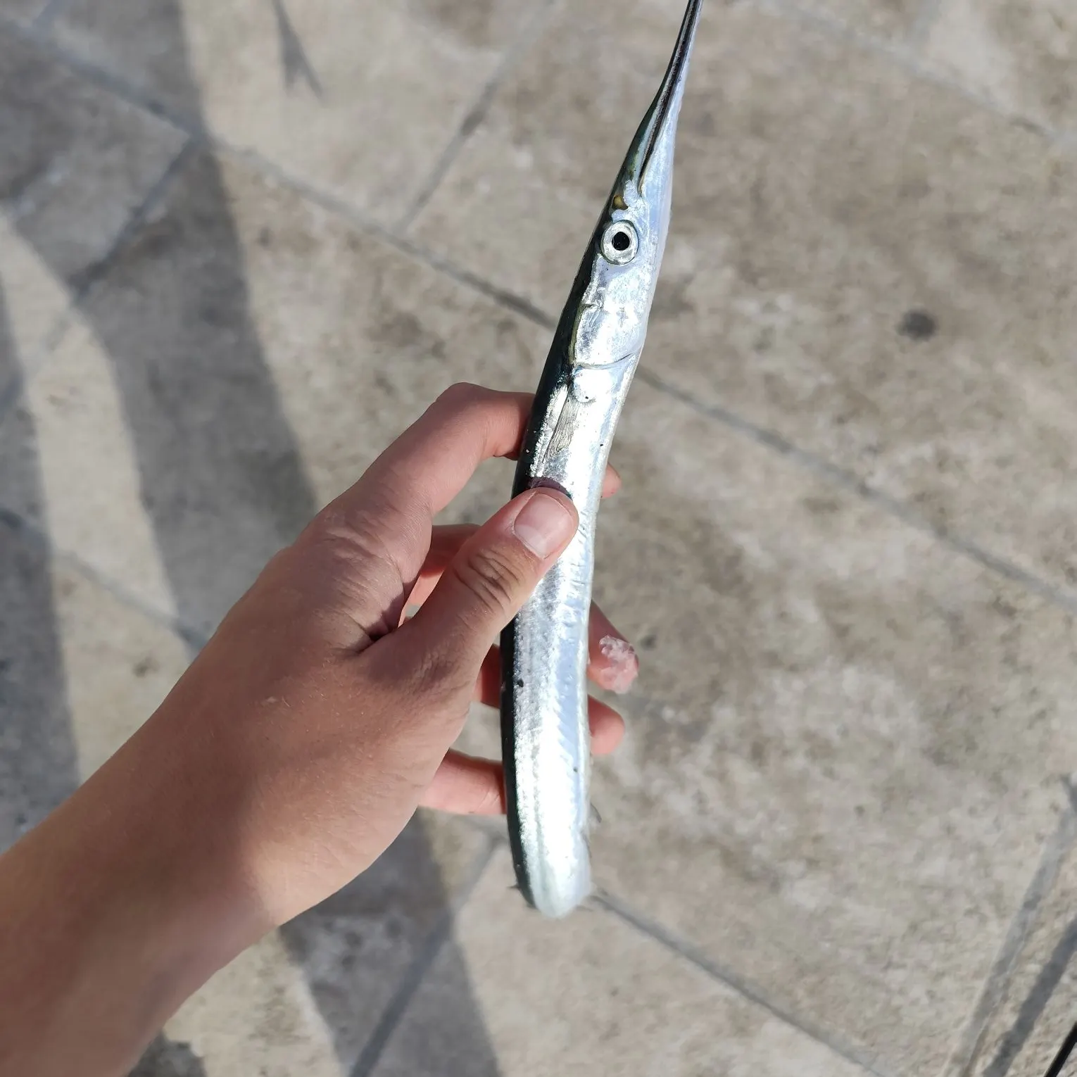 The most recent European garfish catches on Fishbrain