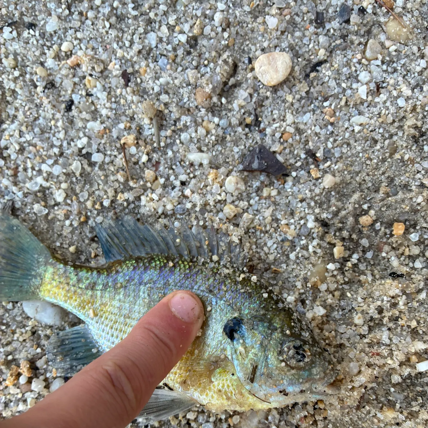 Bluegill caught on Fishbrain