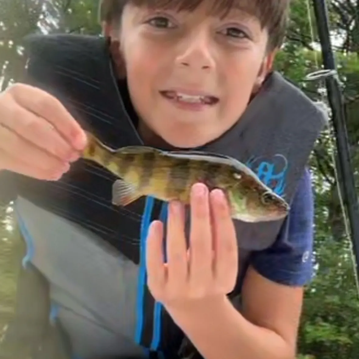 Yellow perch caught on Fishbrain