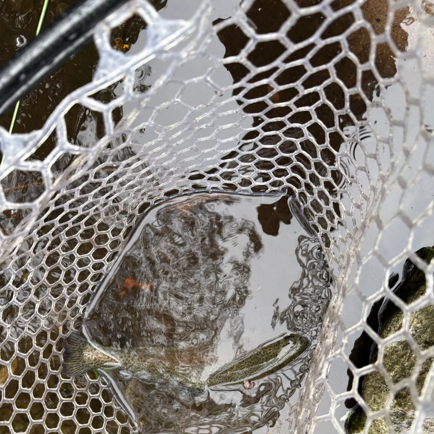 Rainbow trout caught on Fishbrain