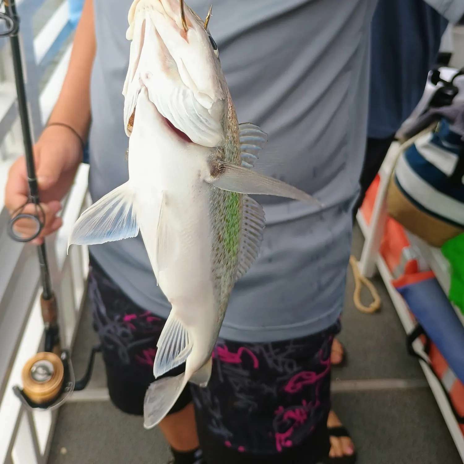 Atlantic croaker caught on Fishbrain