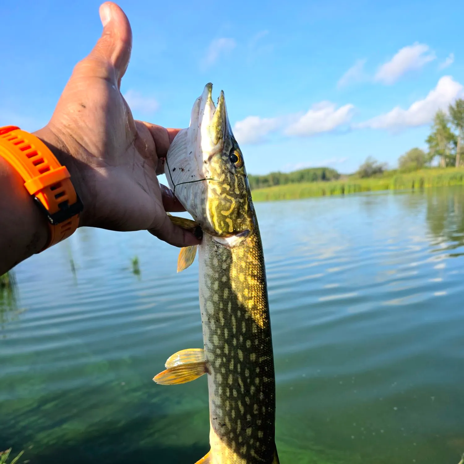 Northern pike caught on Fishbrain