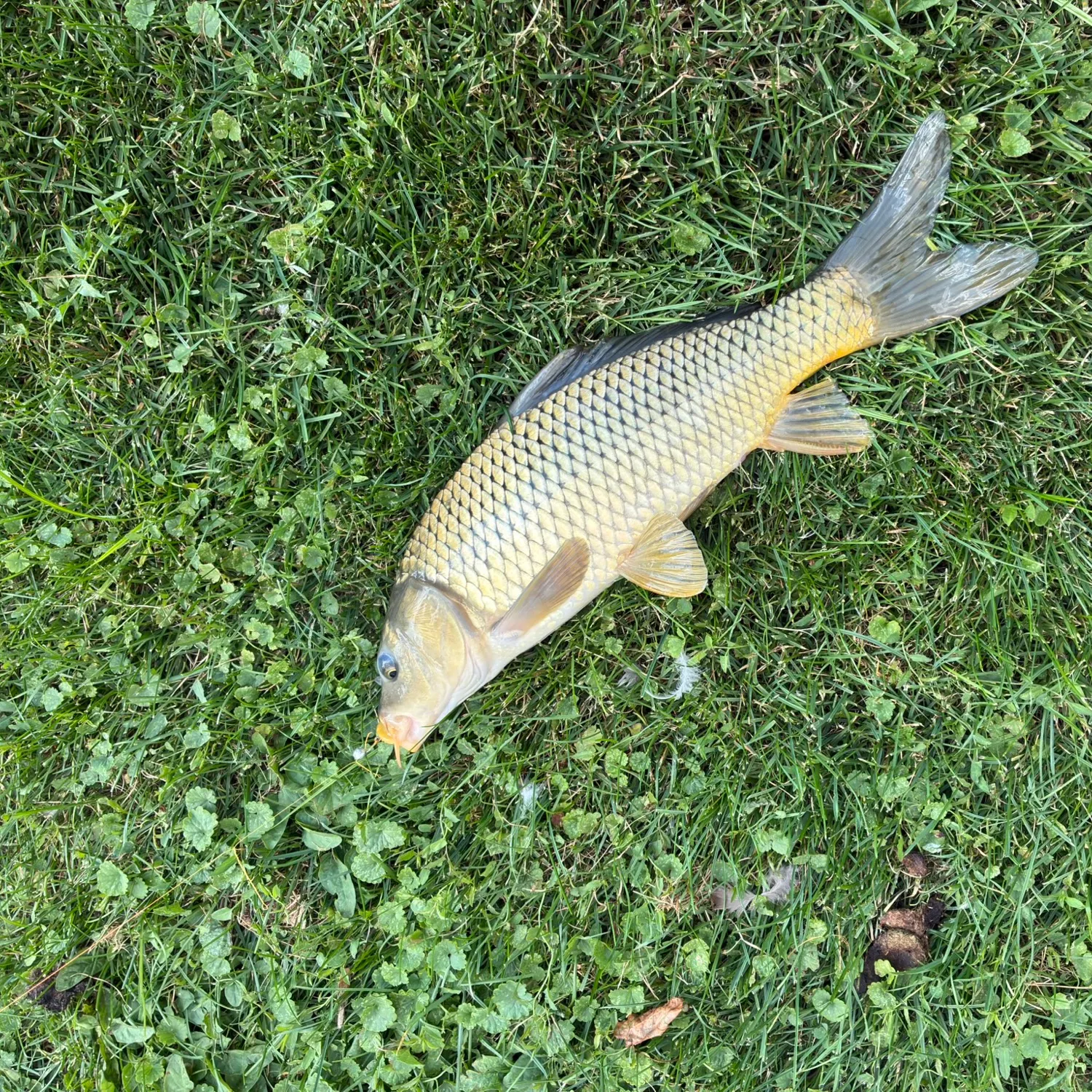 Common carp caught on Fishbrain