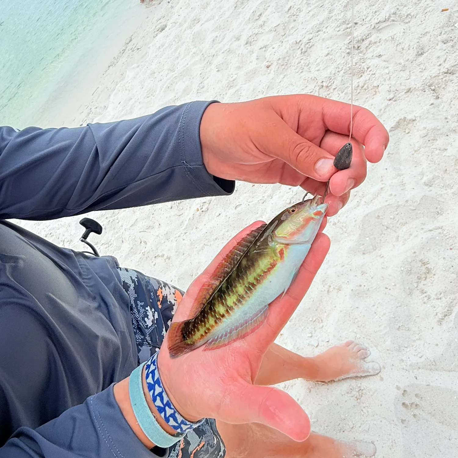 The most recent Puddingwife wrasse catches on Fishbrain