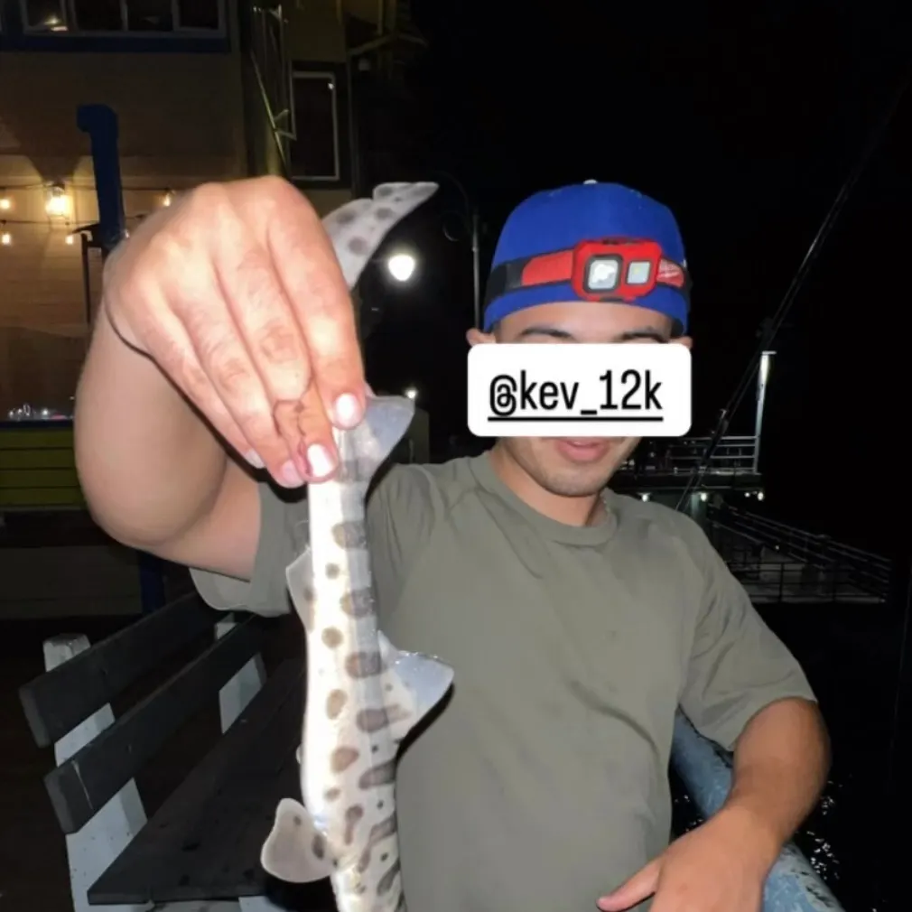 Leopard shark caught on Fishbrain