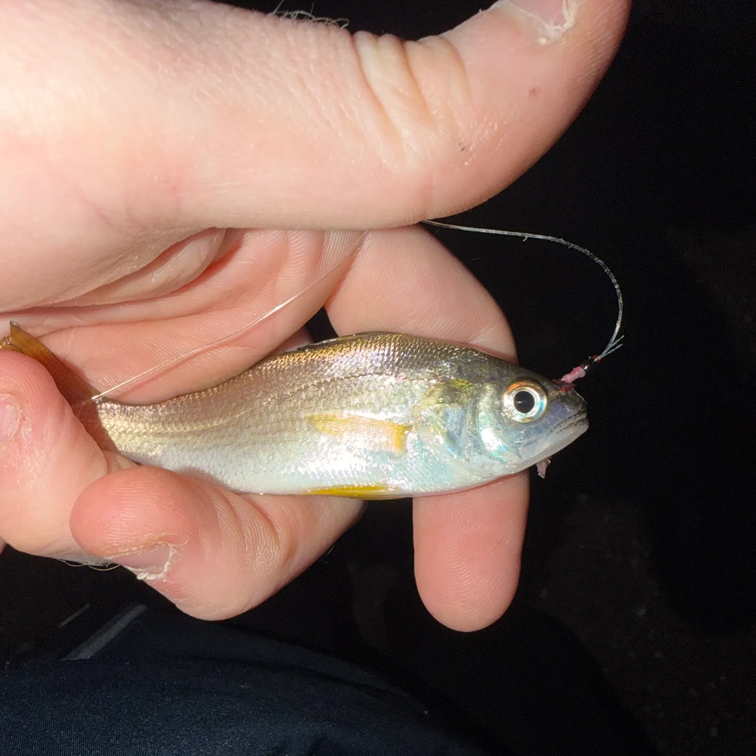 Silver perch caught on Fishbrain