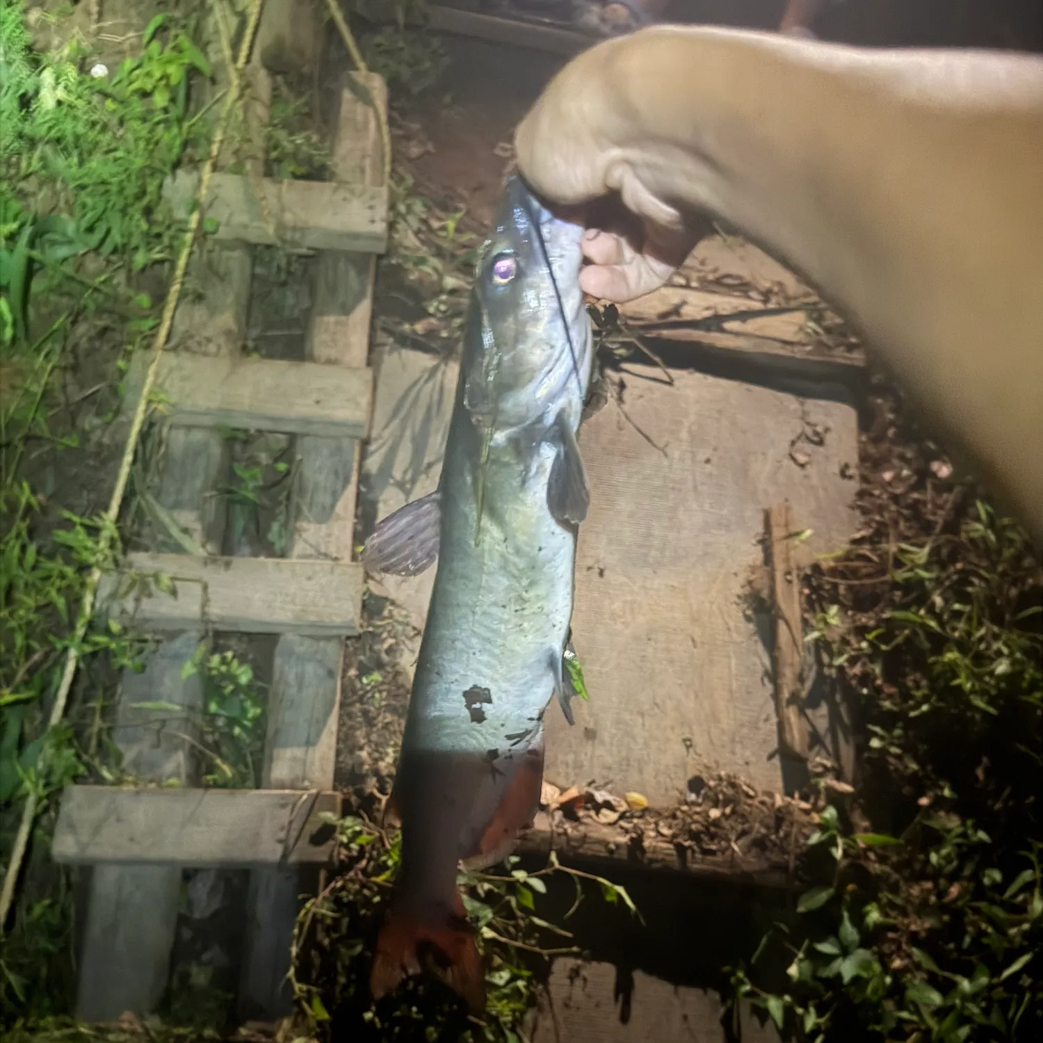 Channel catfish caught on Fishbrain