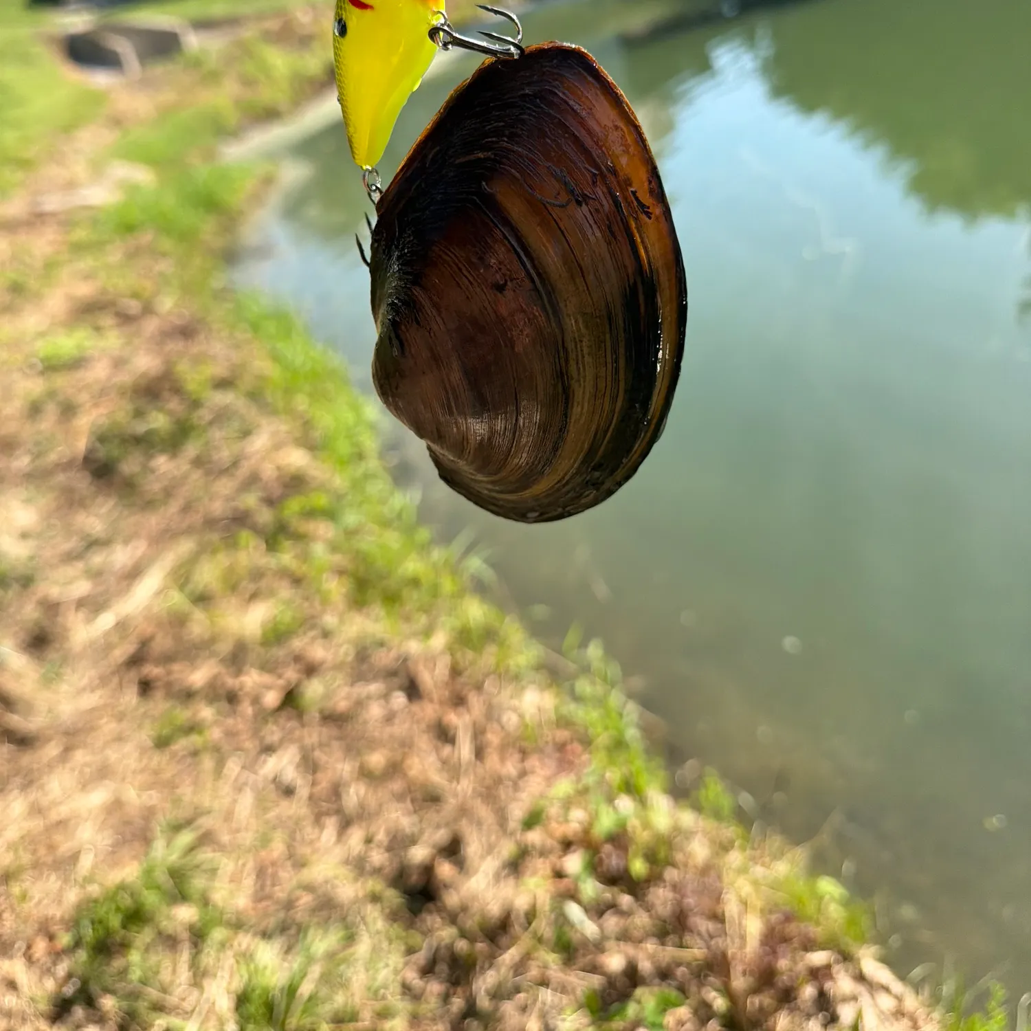 The most recent Ebonyshell mussel catches on Fishbrain