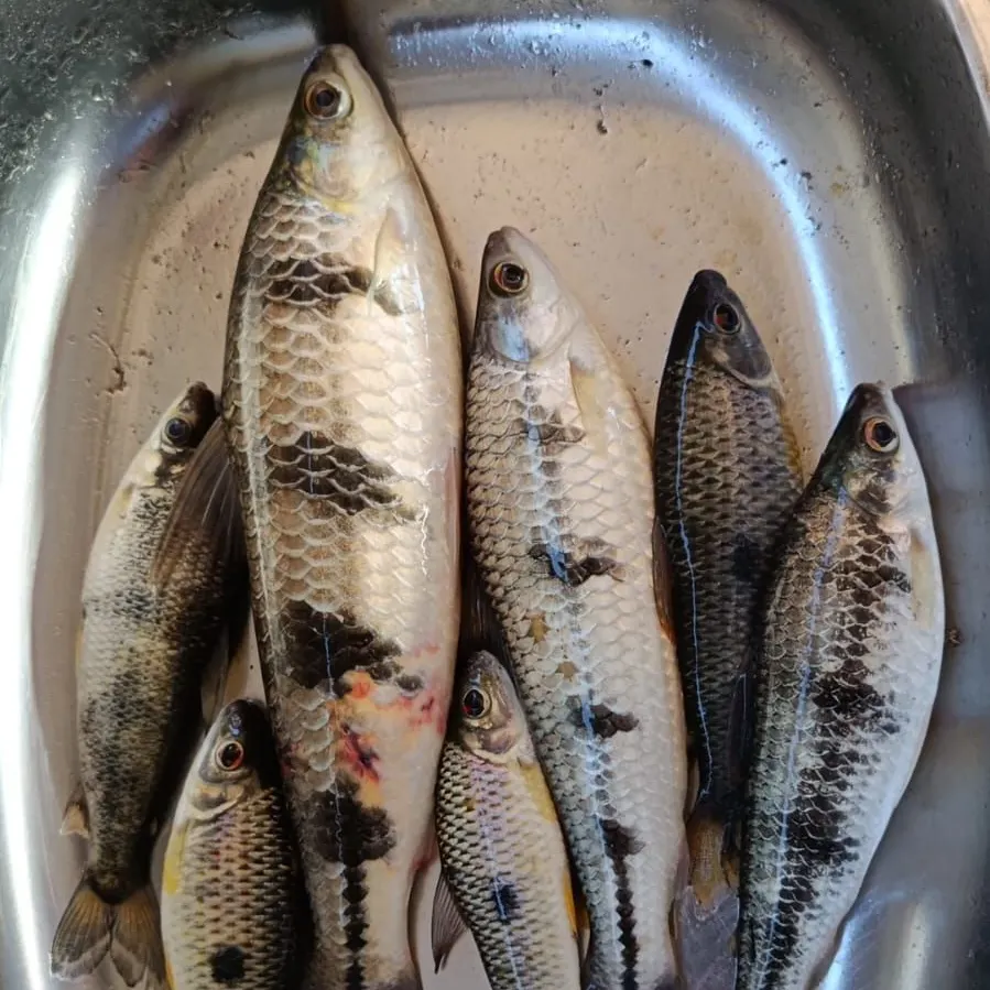 The most recent Threespot leporinus catches on Fishbrain