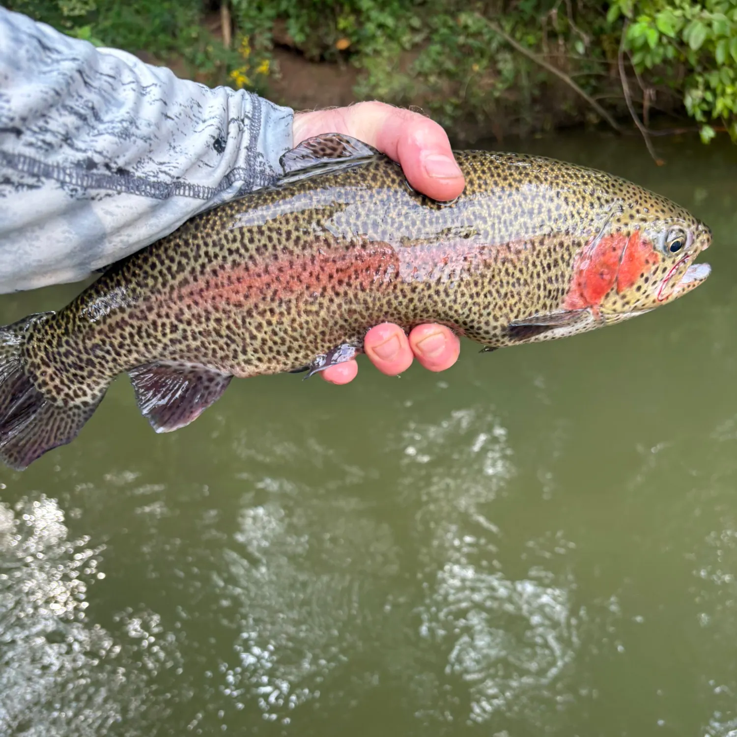 Rainbow trout caught on Fishbrain