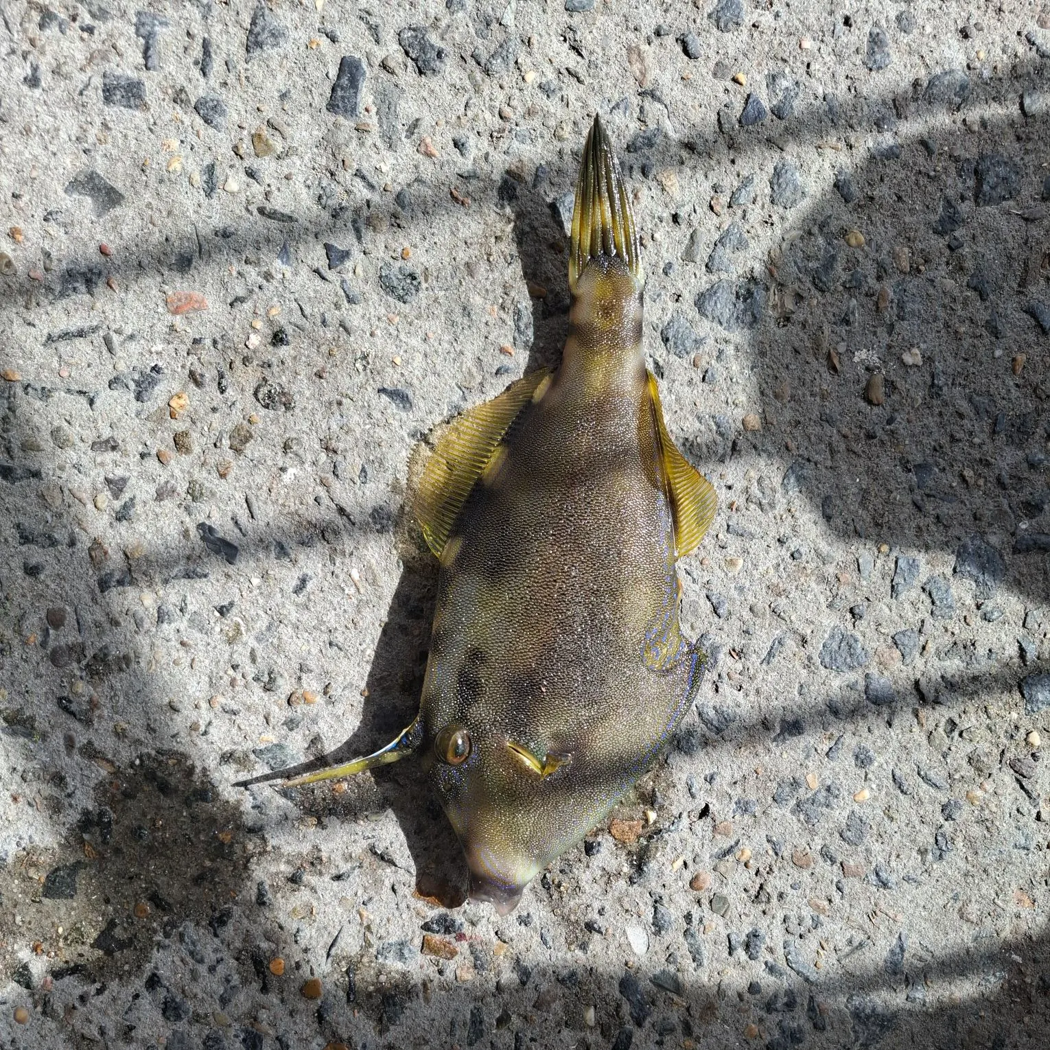 The most recent Yellowfin leatherjacket catches on Fishbrain