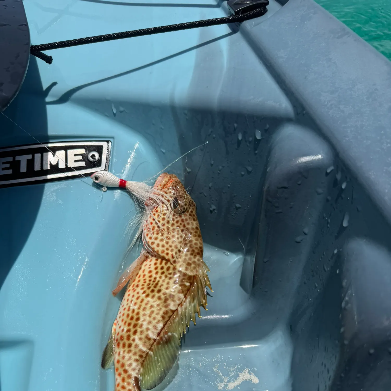 The most recent Red hind grouper catches on Fishbrain